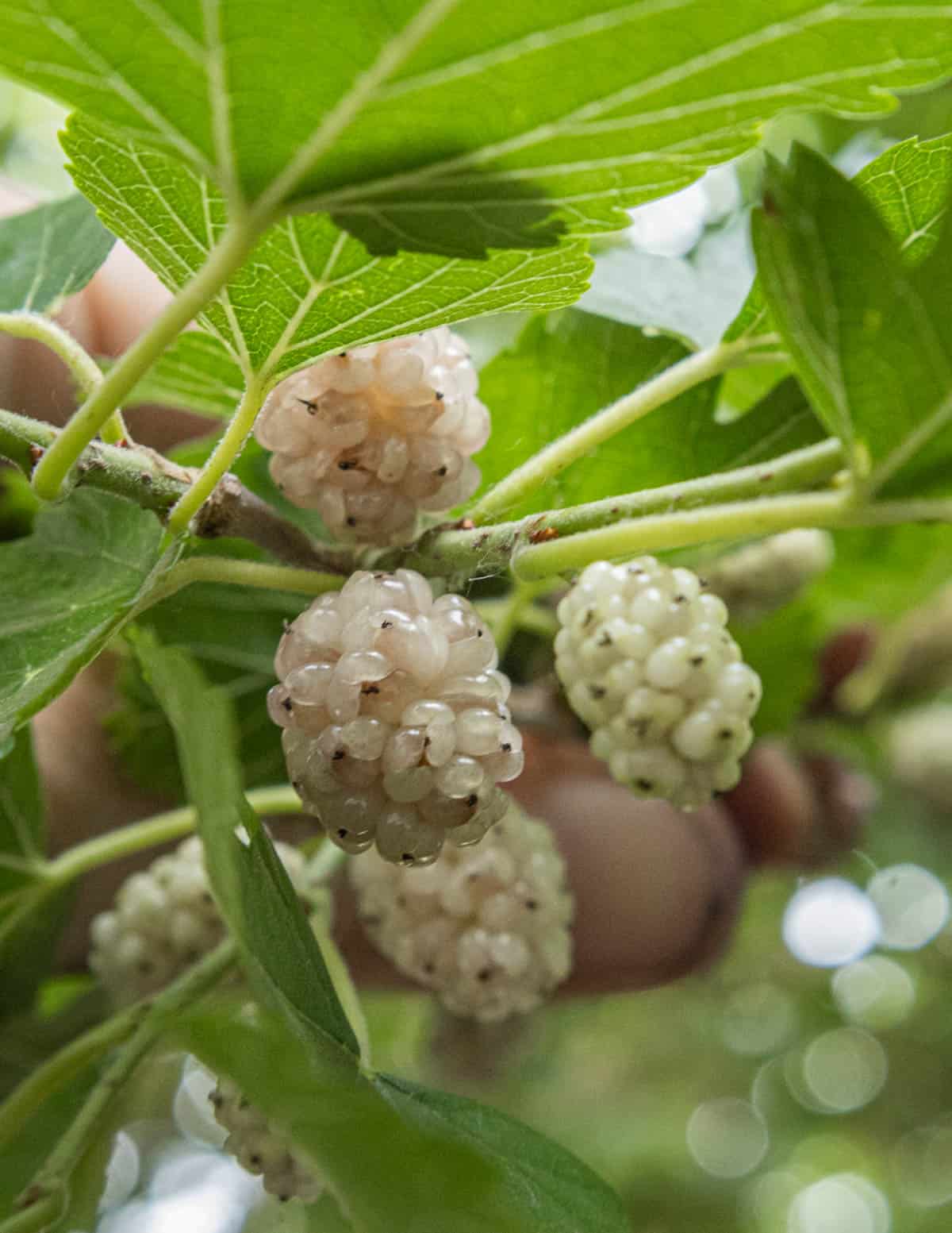 Ripe white mulberries on a tree (Morus alba). 