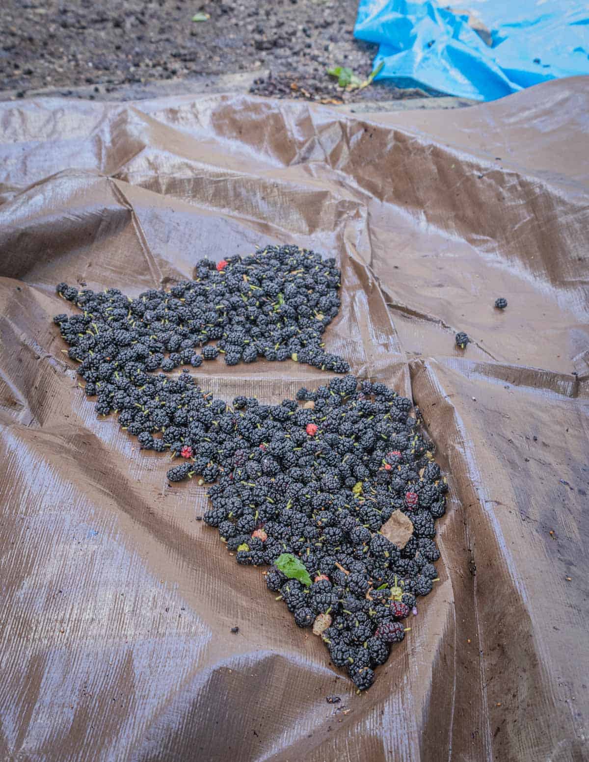 Fresh mulberries shaken from a tree on a tarp. 