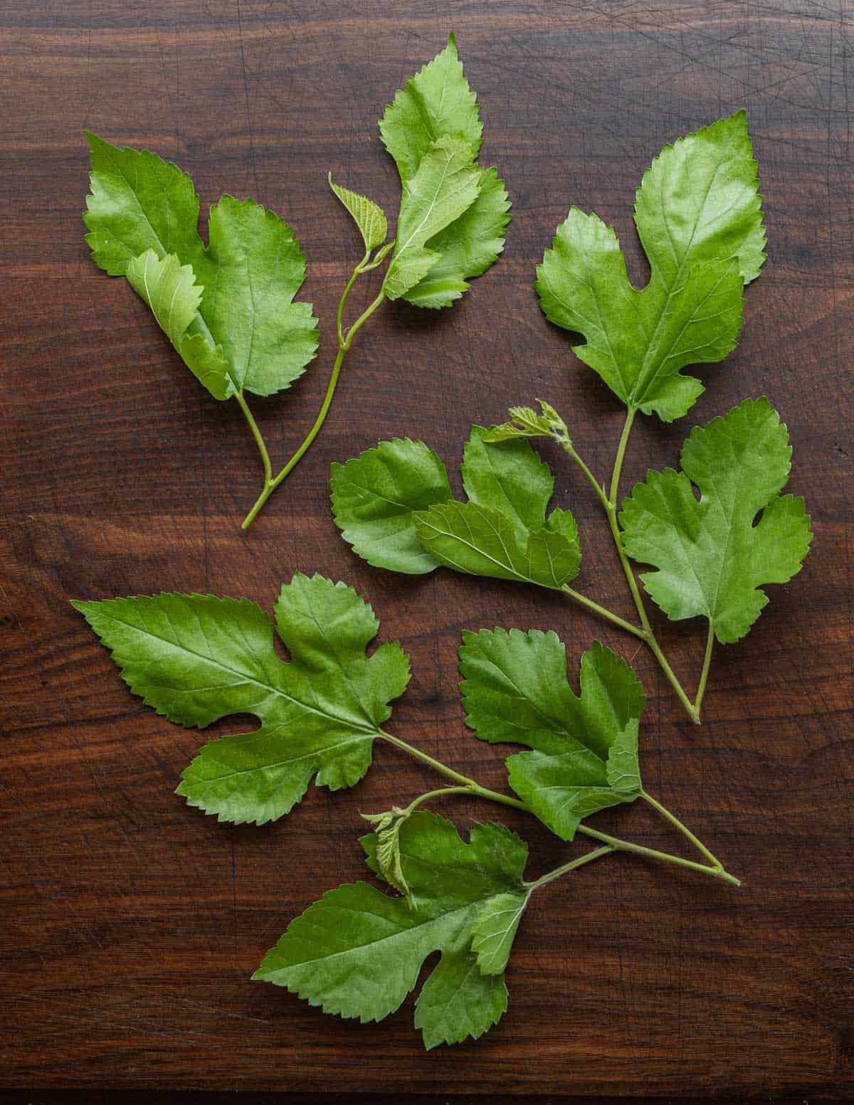 Fresh young mulberry leaves at a tender stage for eating as a vegetable. 