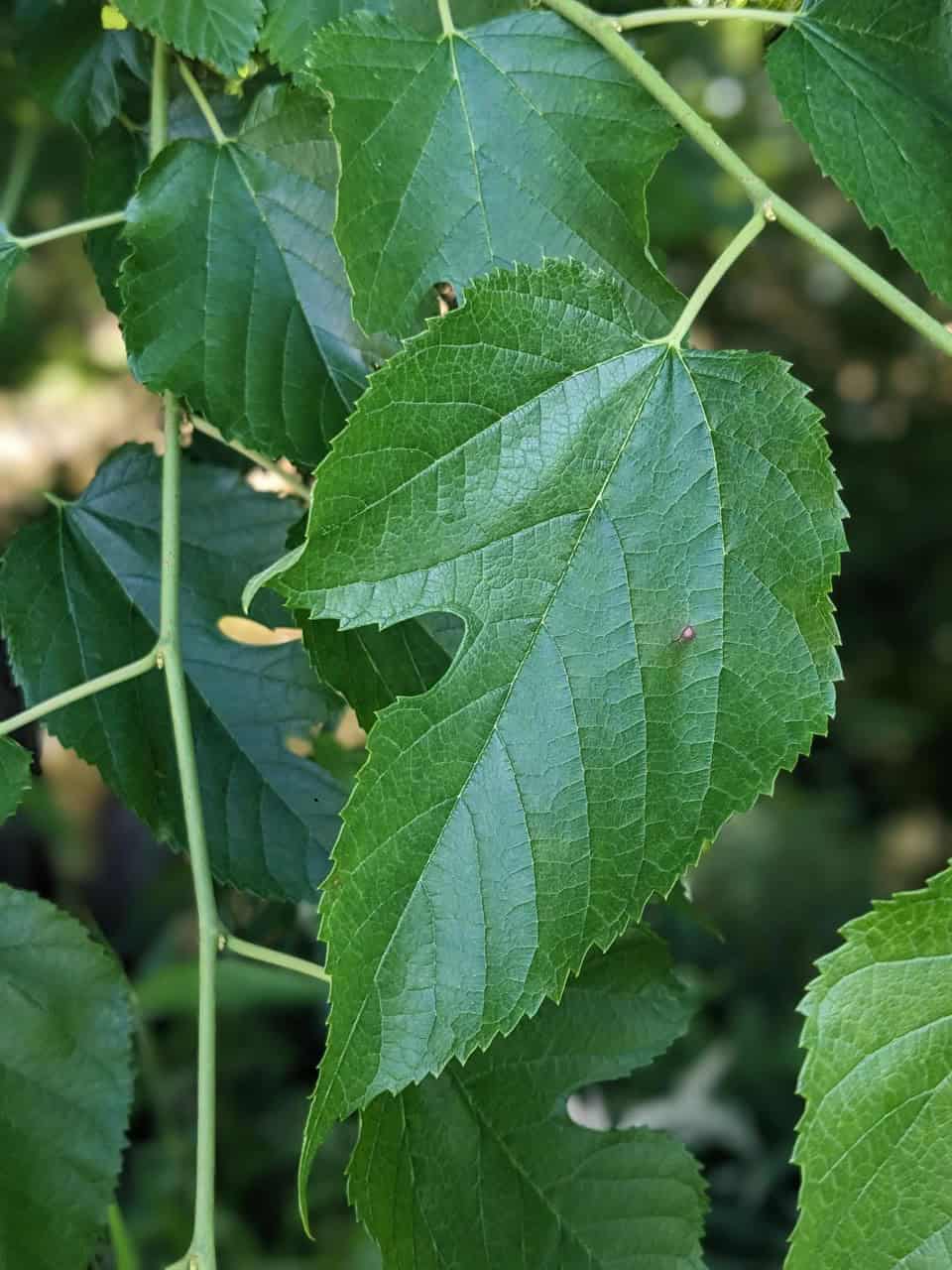 A lobed hybrid mulberry leaf. 