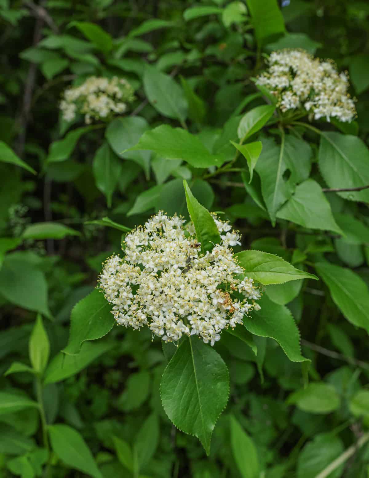 Nannyberry or Viburnum lentago flowers in the spring.
