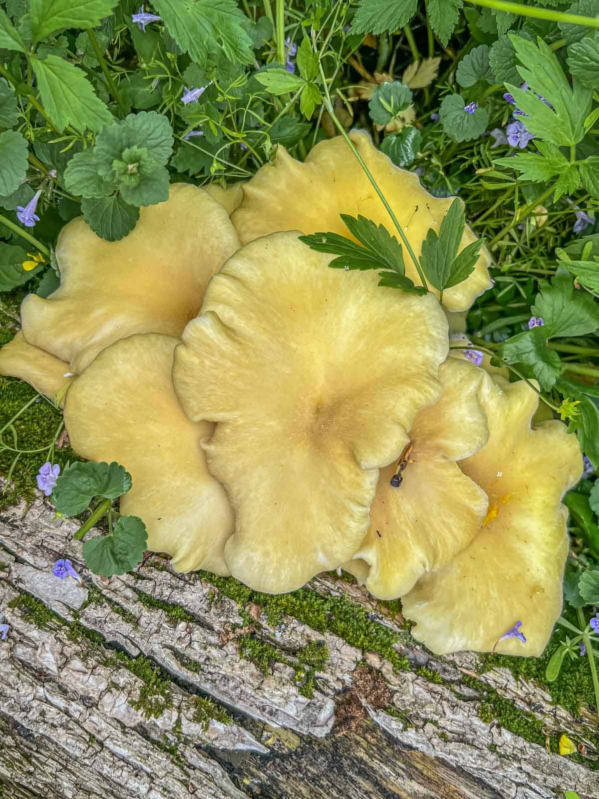 Wild golden oyster mushrooms (Pleurotus citrinoplieatus) growing on an elm tree. 