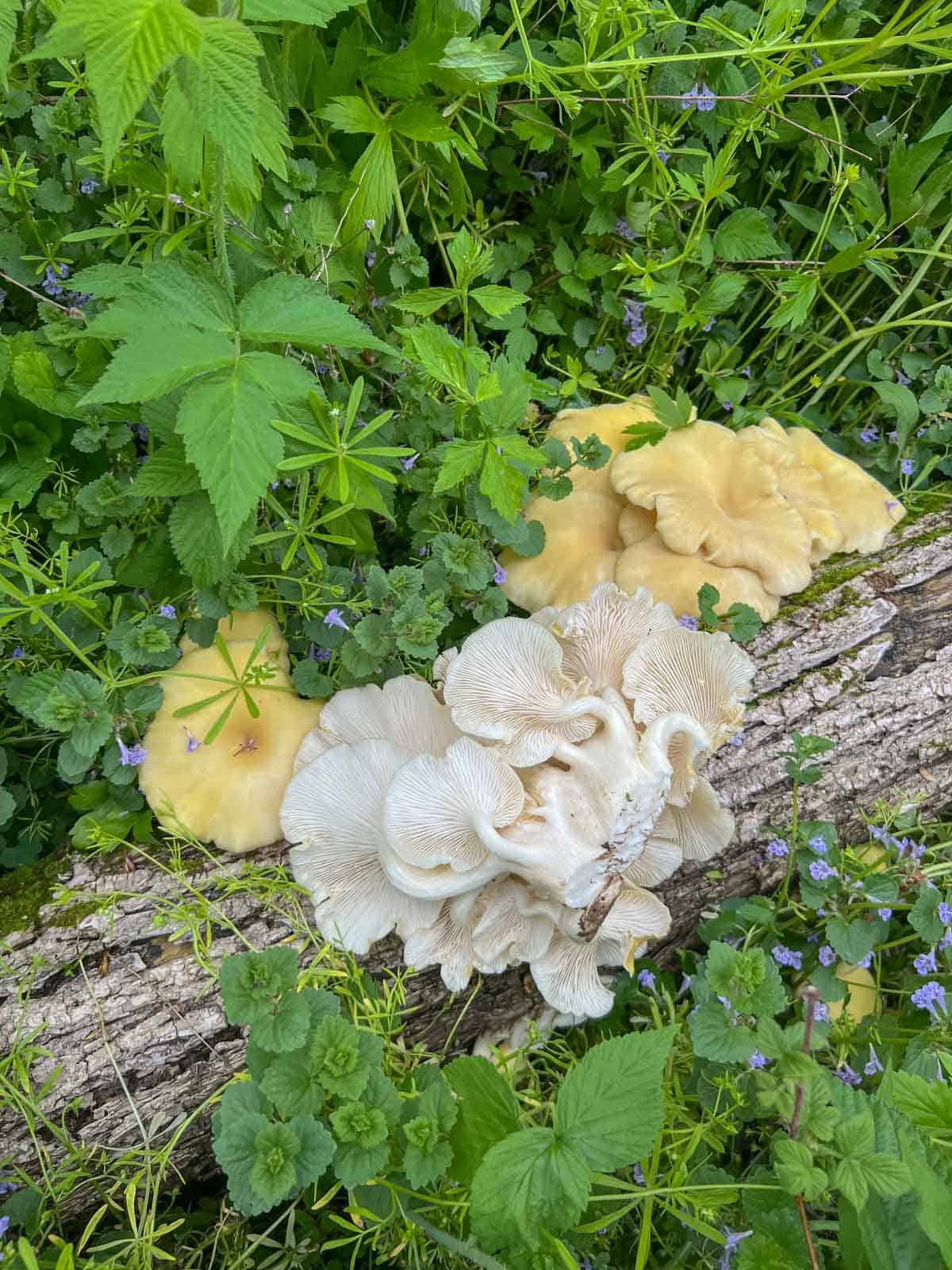 Golden oyster mushrooms growing on an elm tree. 