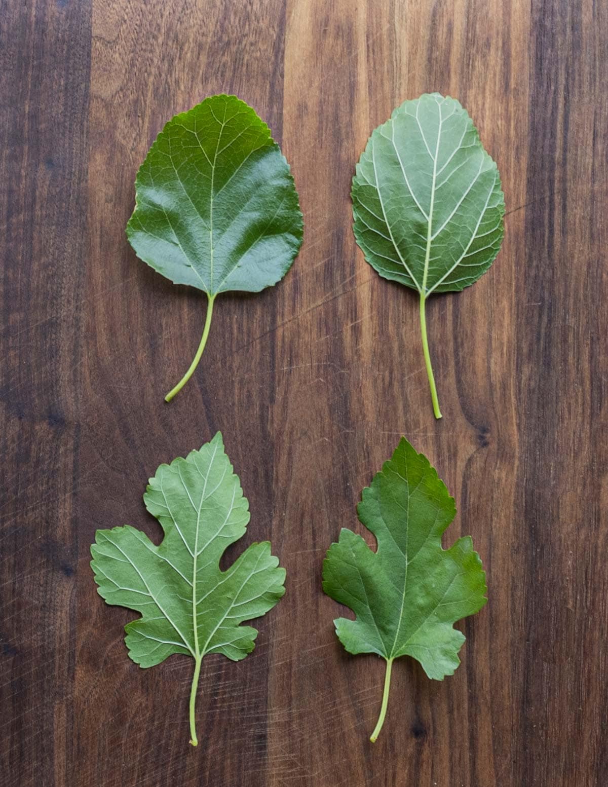 Two different shapes of white mulberry leaves (Morus alba).