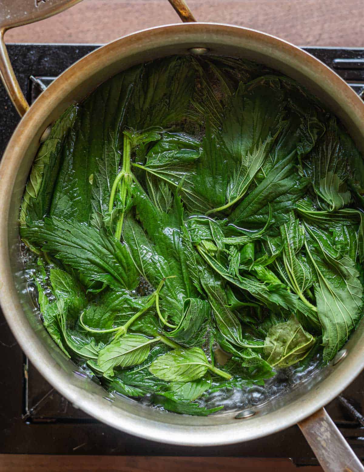 A close up image of fresh nettle plants being boiled in a pot for tea. 