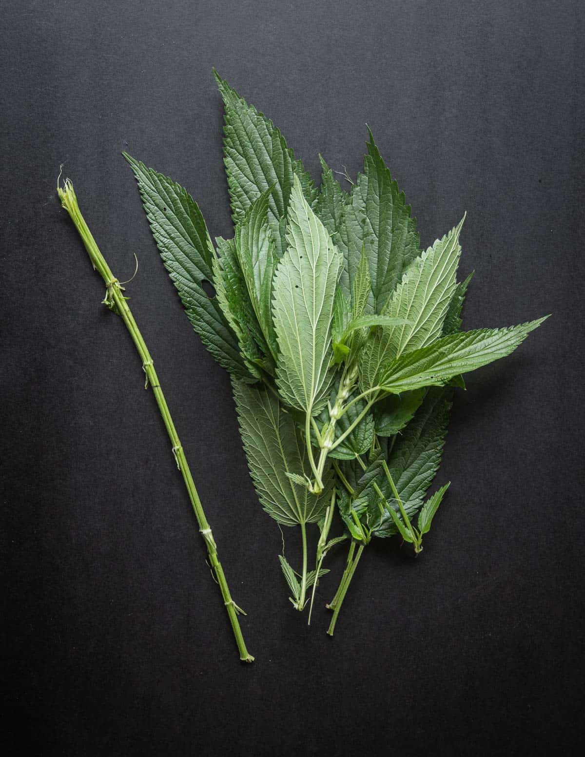 Removing the leaves from fresh stinging nettles to dry for tea. 