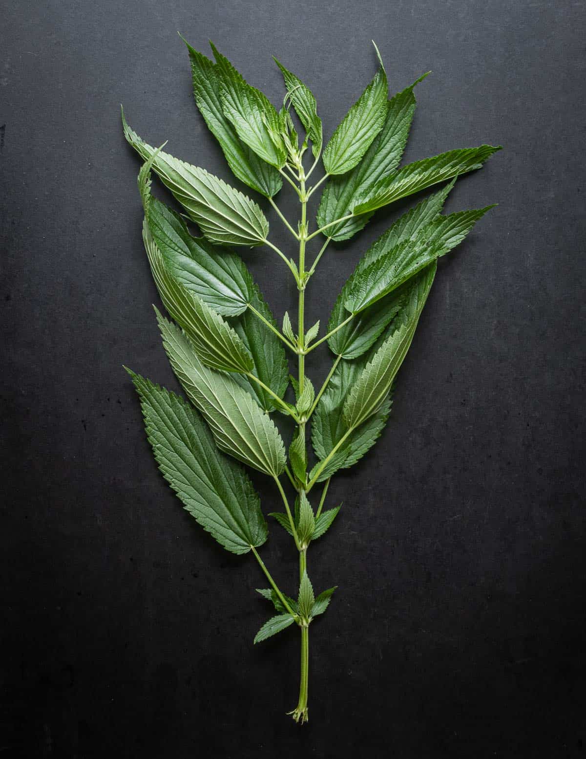 A mature nettle plant at a good stage for drying to make tea on a black background.  