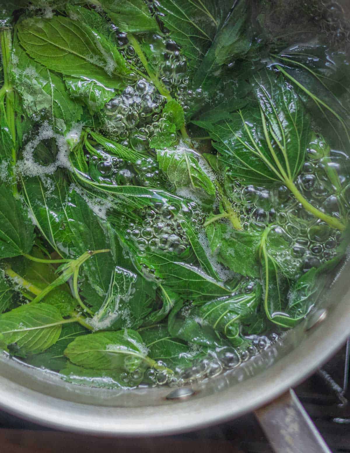 A close up image of fresh nettle plants being boiled for tea. 