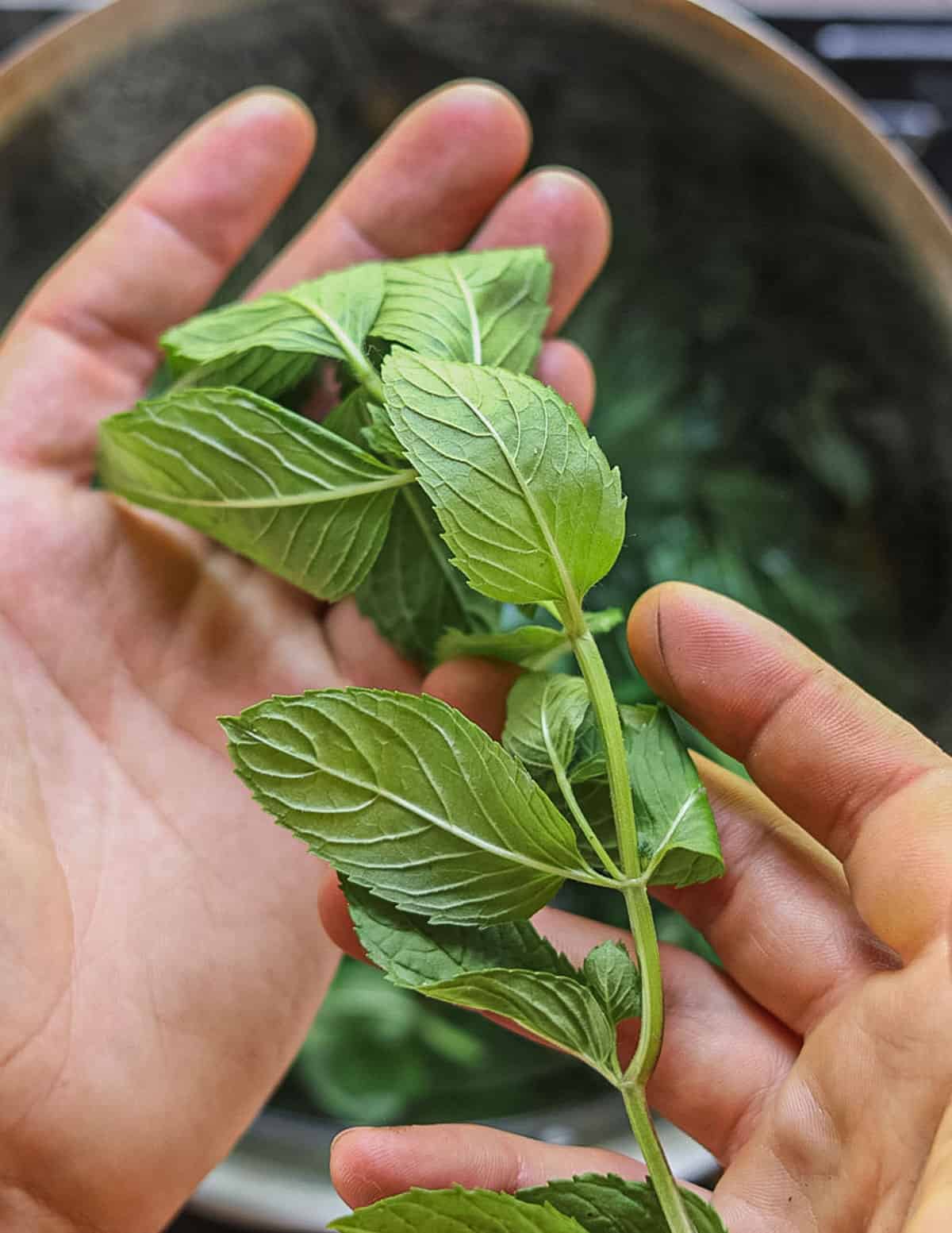 Adding fresh wild mint leaves to a pot of boiling stinging nettle plants. 