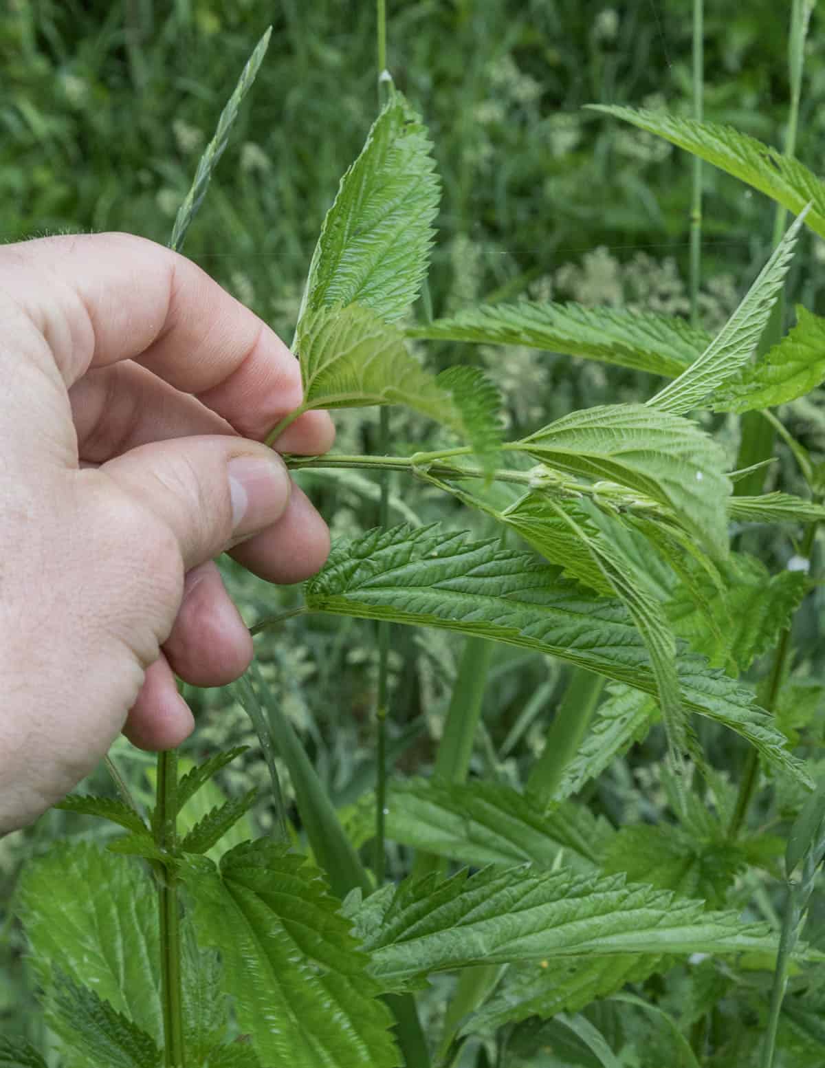 Harvesting nettle tops for tea. 