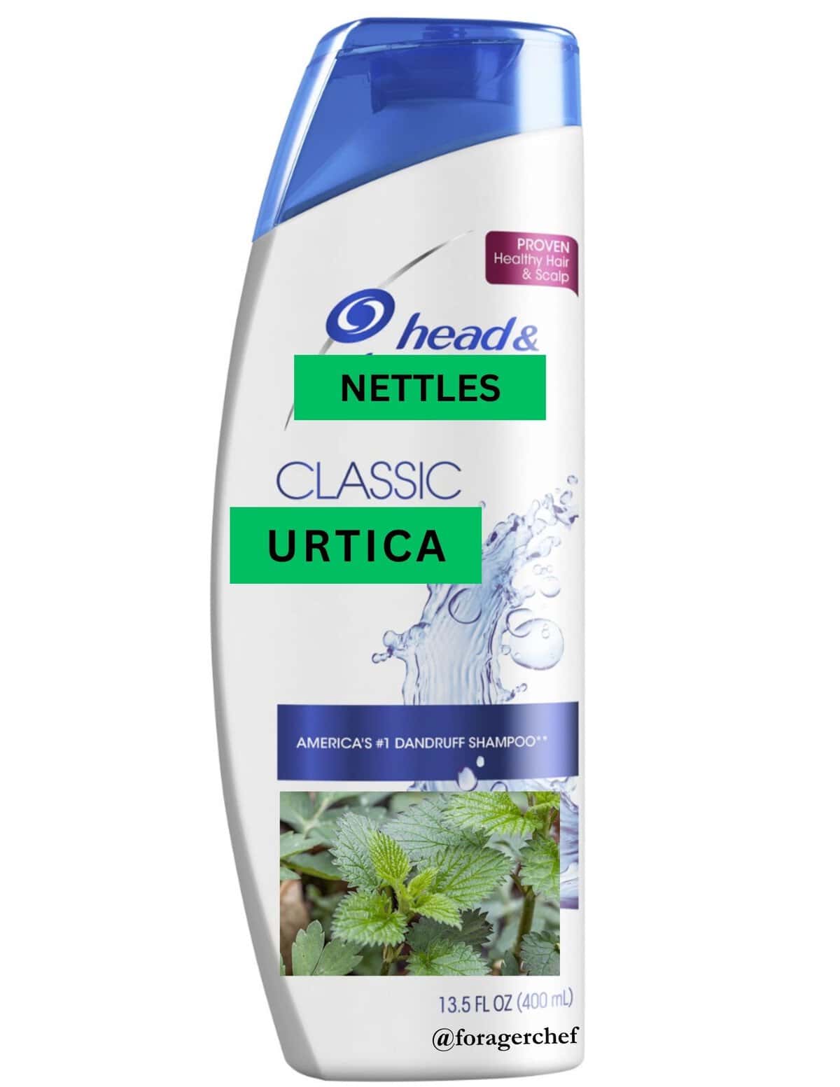 An infographic showing a bottle of nettle shampoo with a picture of nettles on the bottle. 