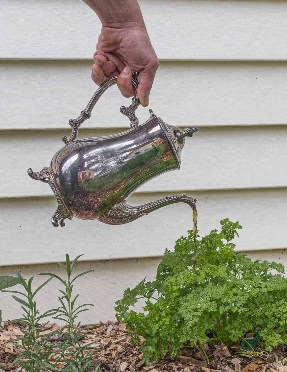 Pouring nettle fertilizer on plants in a garden. 