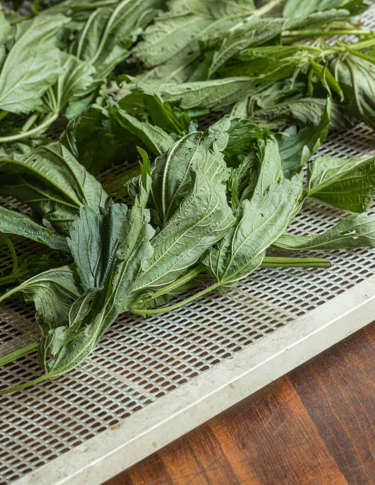 Fresh stinging nettle leaves on a tray being dehydrated. 