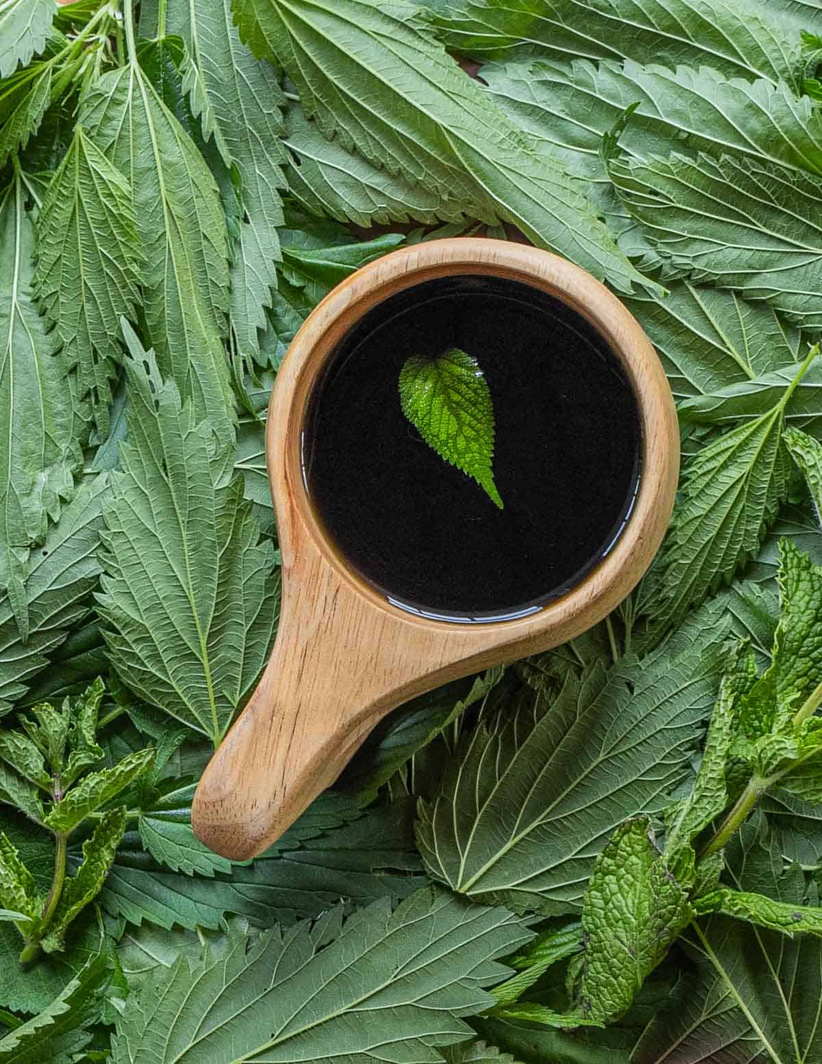 A cup of fresh nettle leaf tea in a kuksa mug surrounded by fresh nettle leaves and mint leaves. 