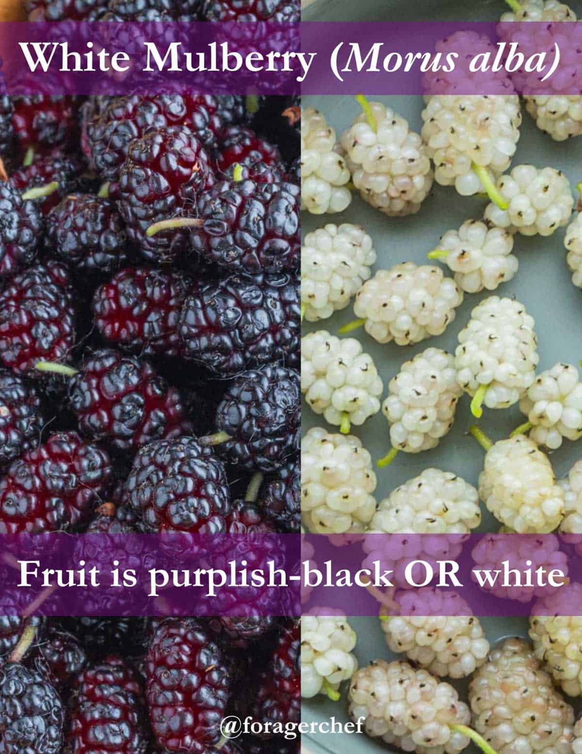 An infographic comparing black and white fruit of white mulberry (Morus alba). 