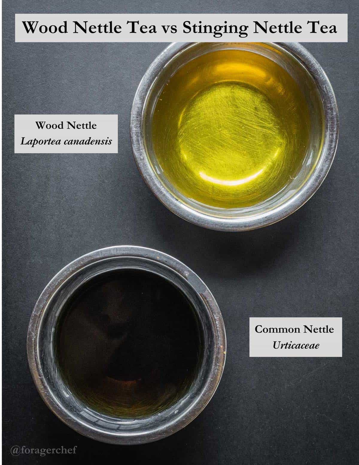 An infographic comparing nettle tea made from Laportea canadensis vs Urtica Dioica.