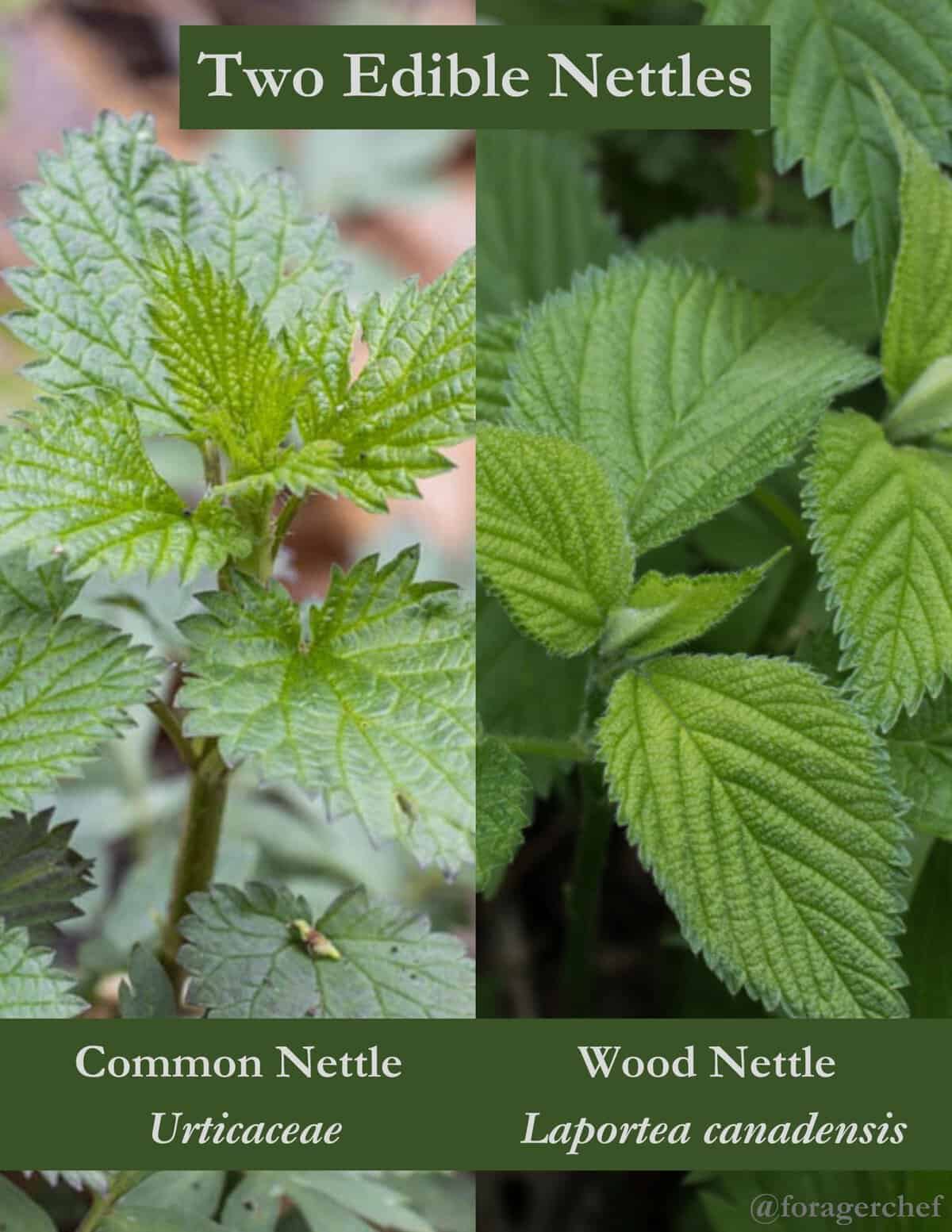 An infographic comparing two different types of nettle: Urtica dioica and laportea canadensis. 