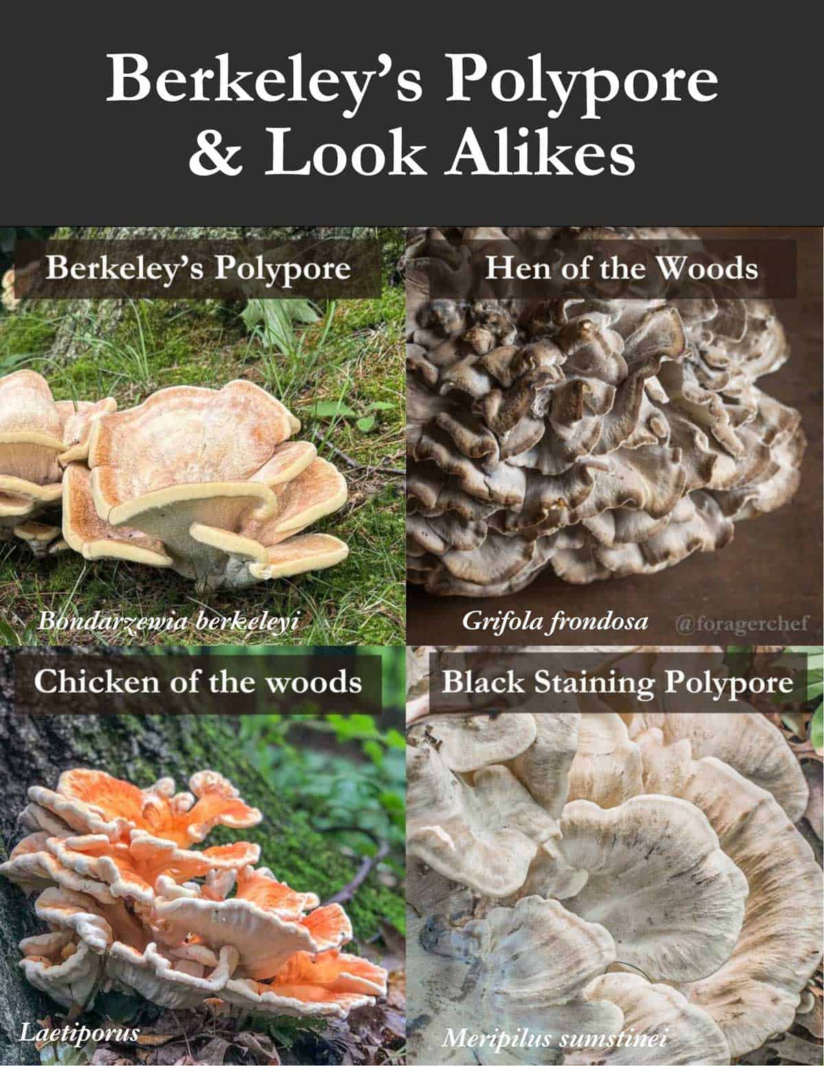 An infographic showing the looks alikes and differences between Bondarzewia berkeleyi and hen of the woods, chicken of the woods, and black staining polypores. 