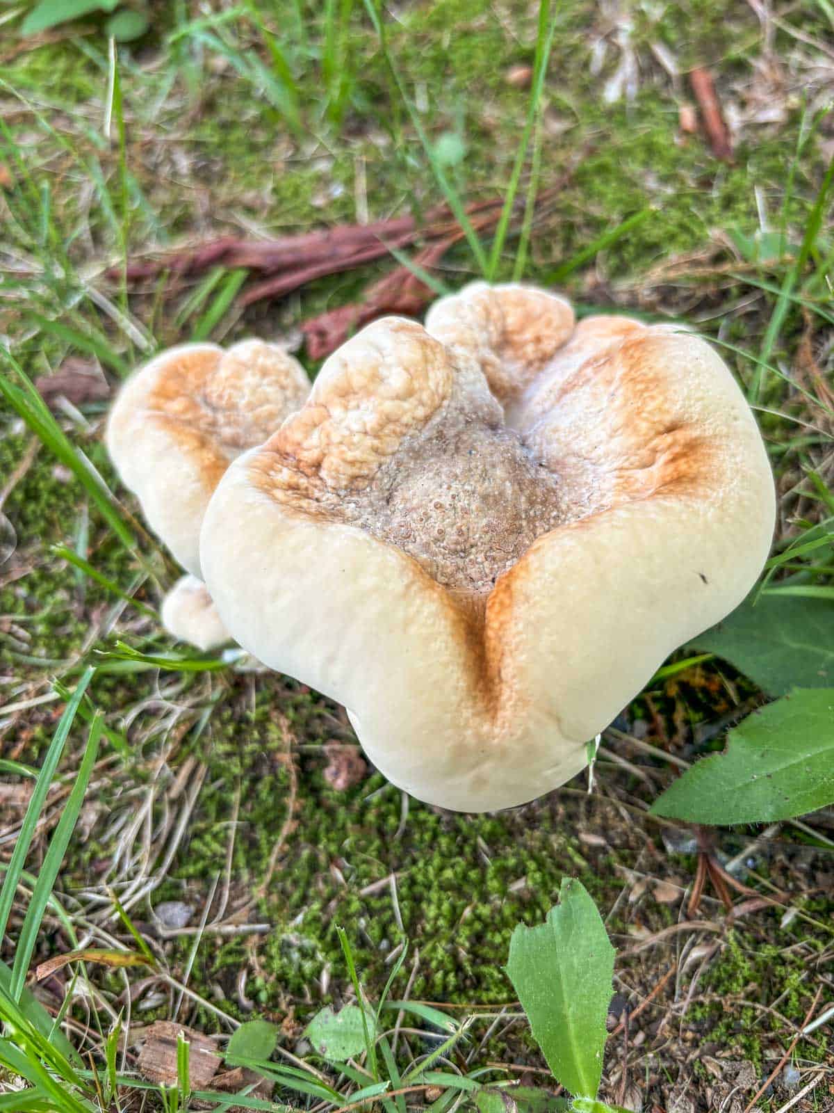 A very young Bondarzewia berkeleyi growing under an oak tree. 