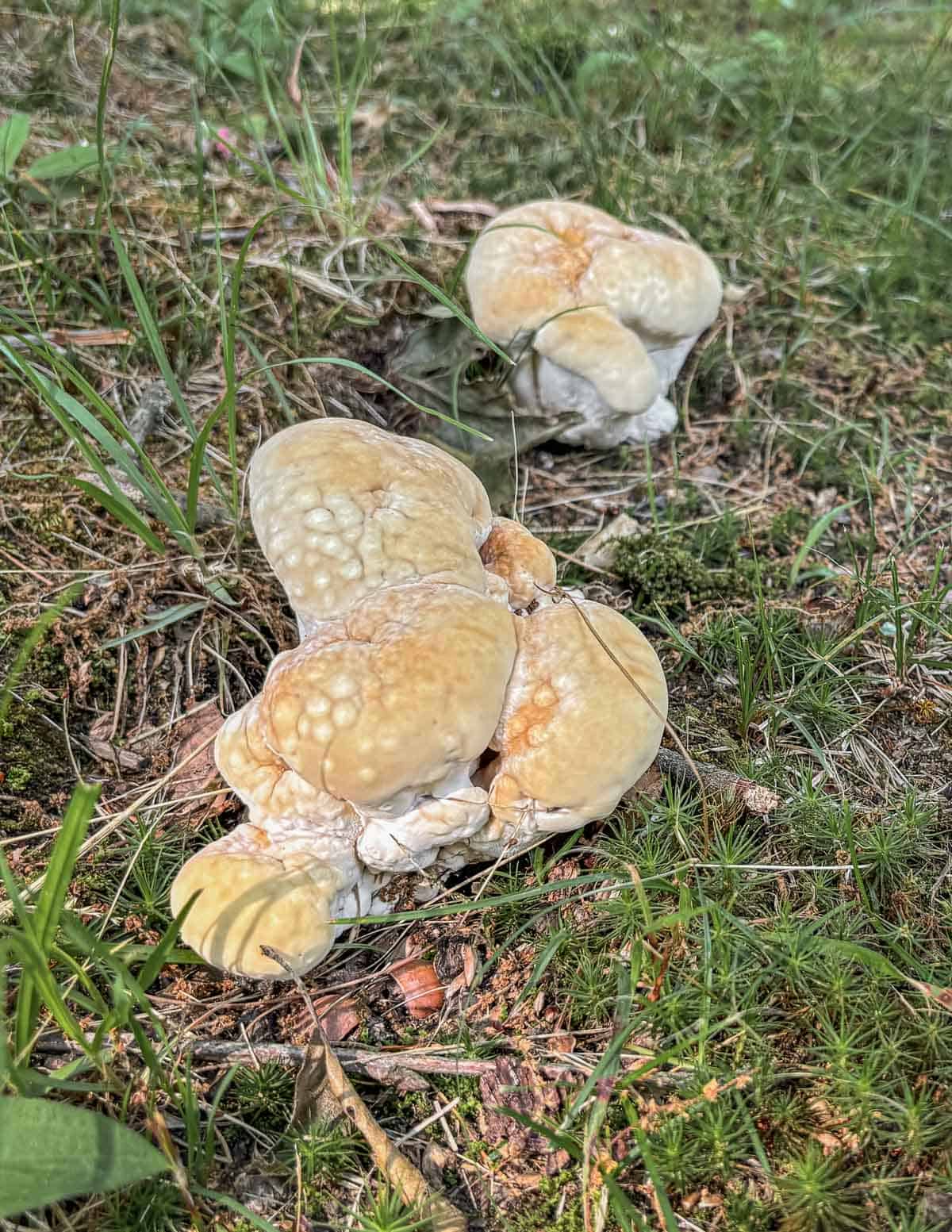 Very young Bondarzewia berkeleyi appearing as fat fingers coming from the ground. 