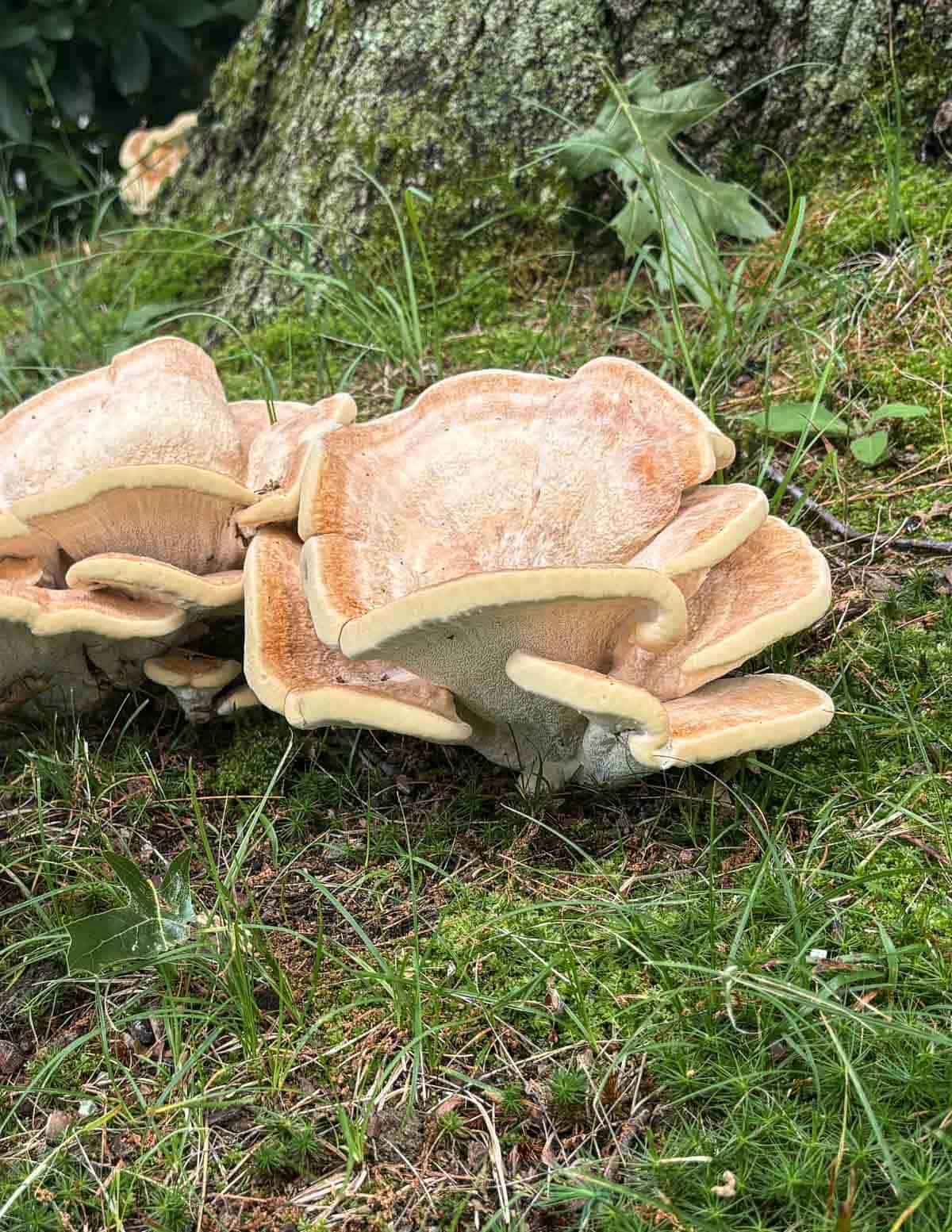 A young Berkeley's polypore mushroom growing on an oak tree. 