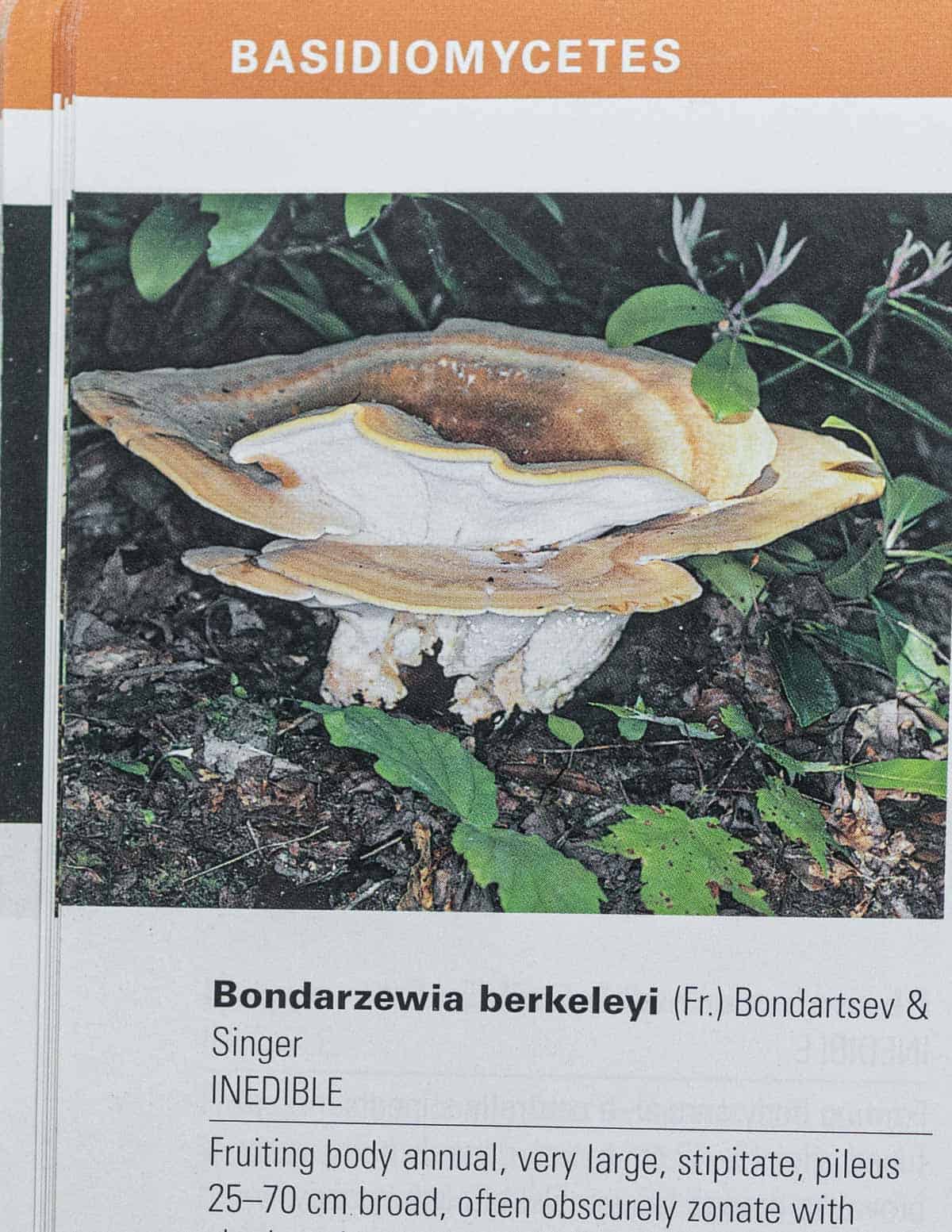 An image of the entry on Bondarzewia berkeleyi in the Falcon guide to wild mushrooms. 