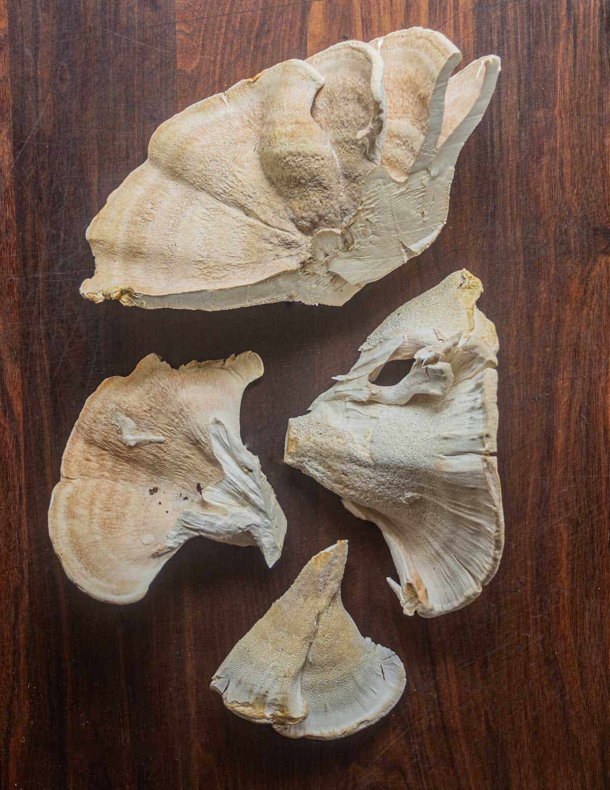 Berkeley's polypore broken apart into caps to clean before cooking. 