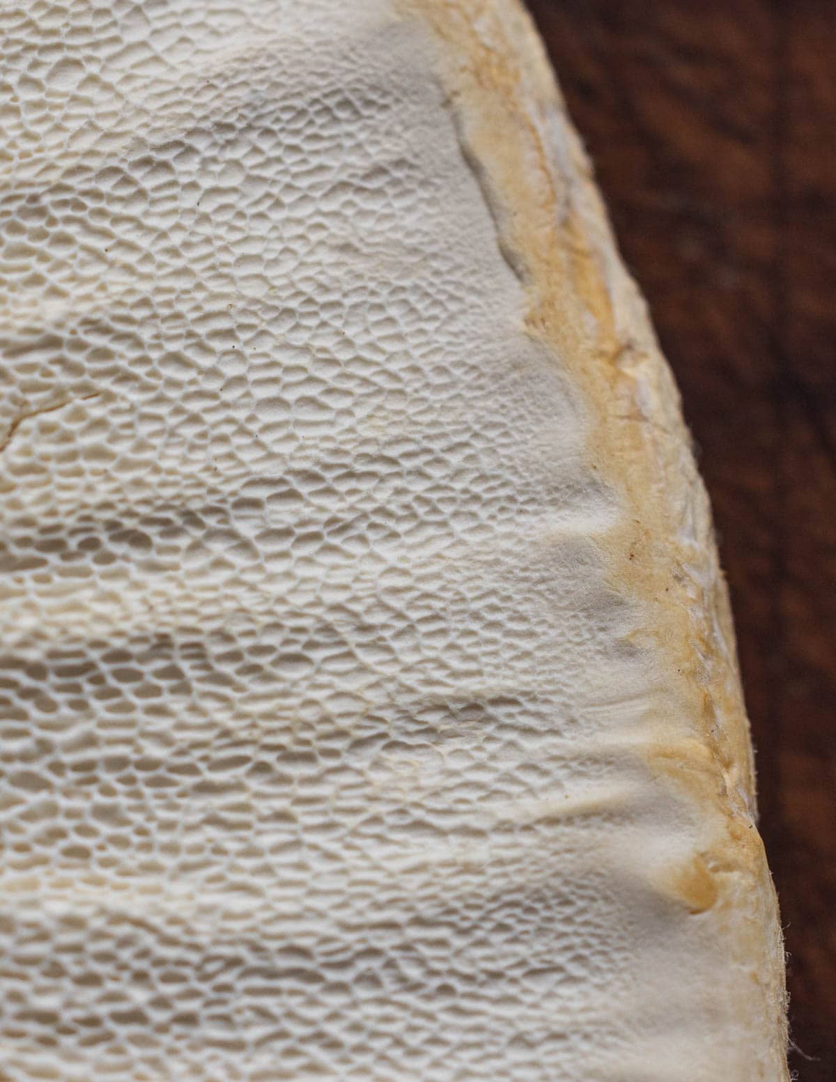 A close up image of Berkeley's polypore showing circular pores. 