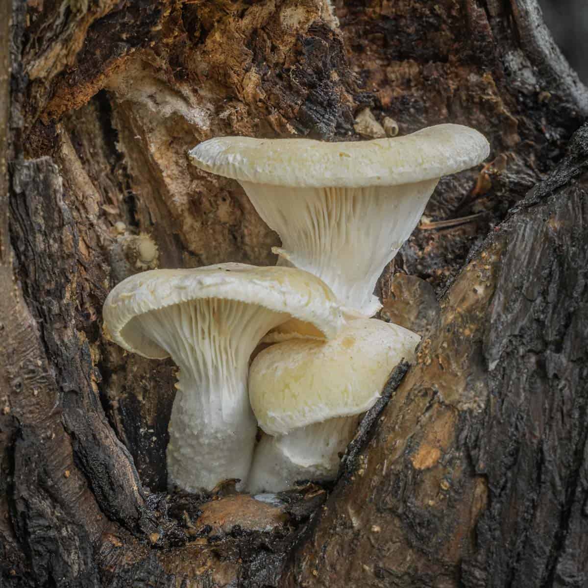 The Veiled Oyster Mushroom (Pleurotus dryinus / levis) - Forager