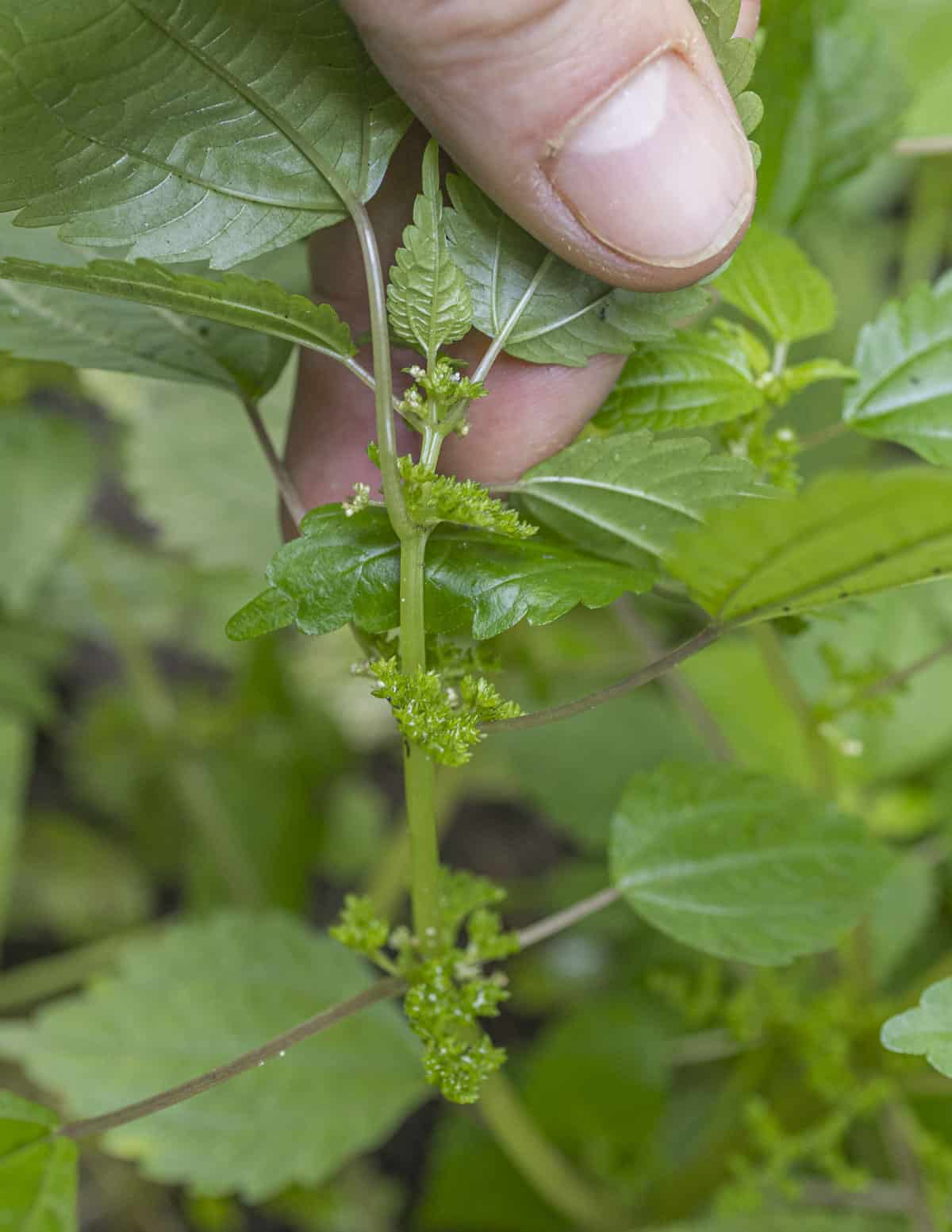 Close up image of Canadian clearweed stems showing seeds at the leaf axils. 