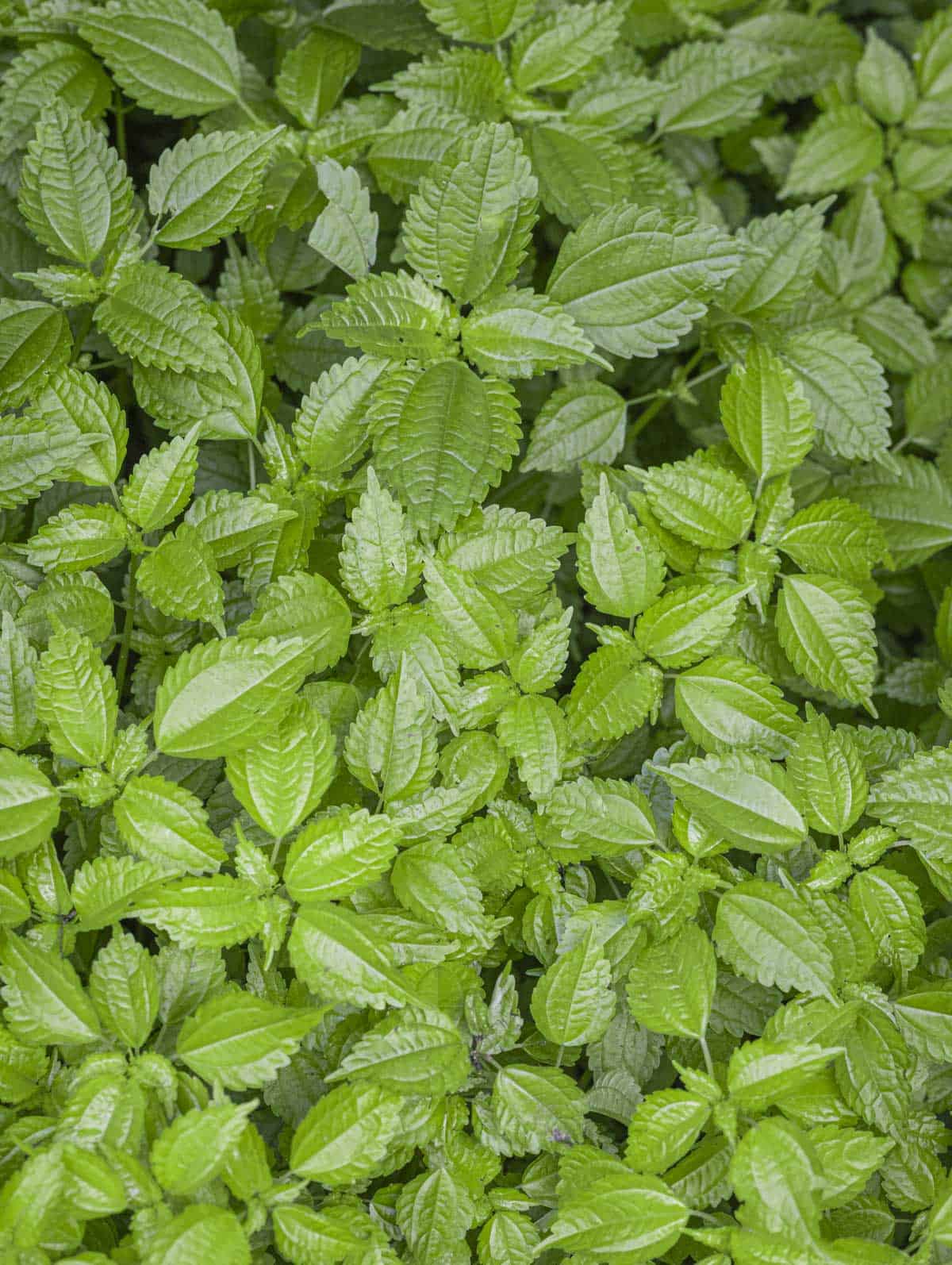 Overhead image of Canadian clearweed leaves (Pilea pumila). 