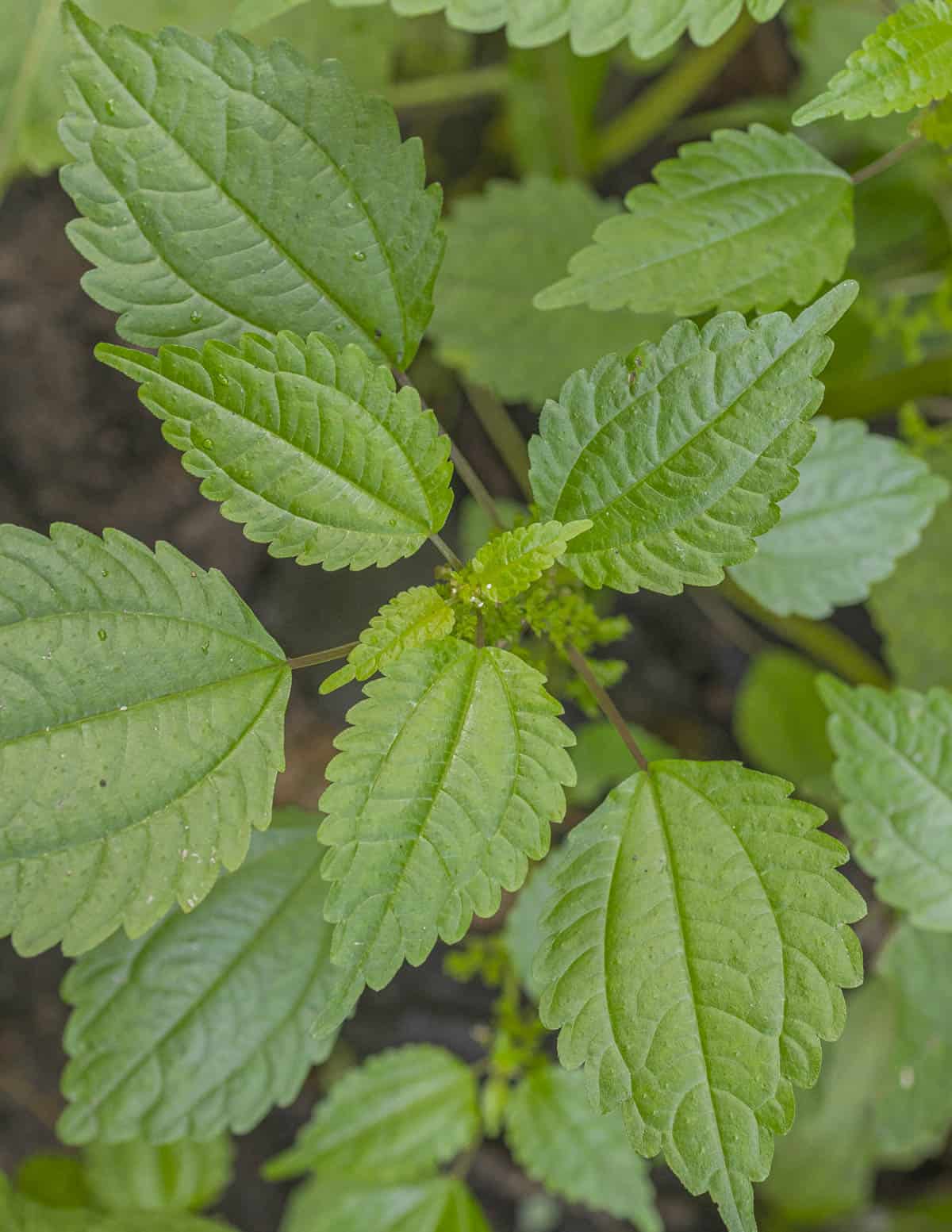 A closeup picture of Canadian clearweed (PIlea pumila) showing glossy toothed leaves.