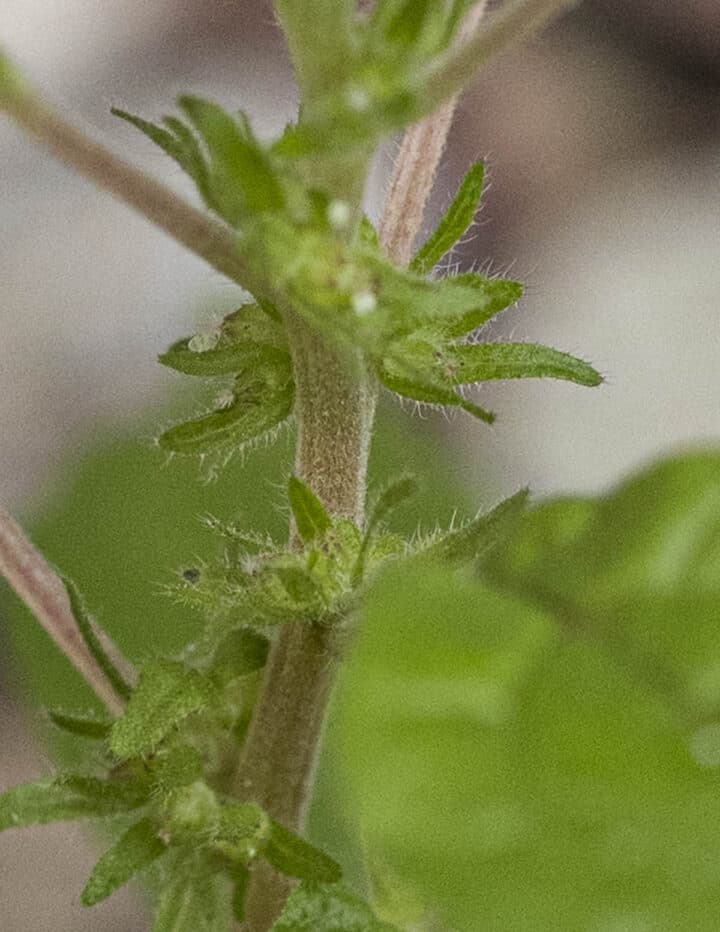 Pennsylvania Pellitory: An Edible Weed That Tastes Like Cucumber