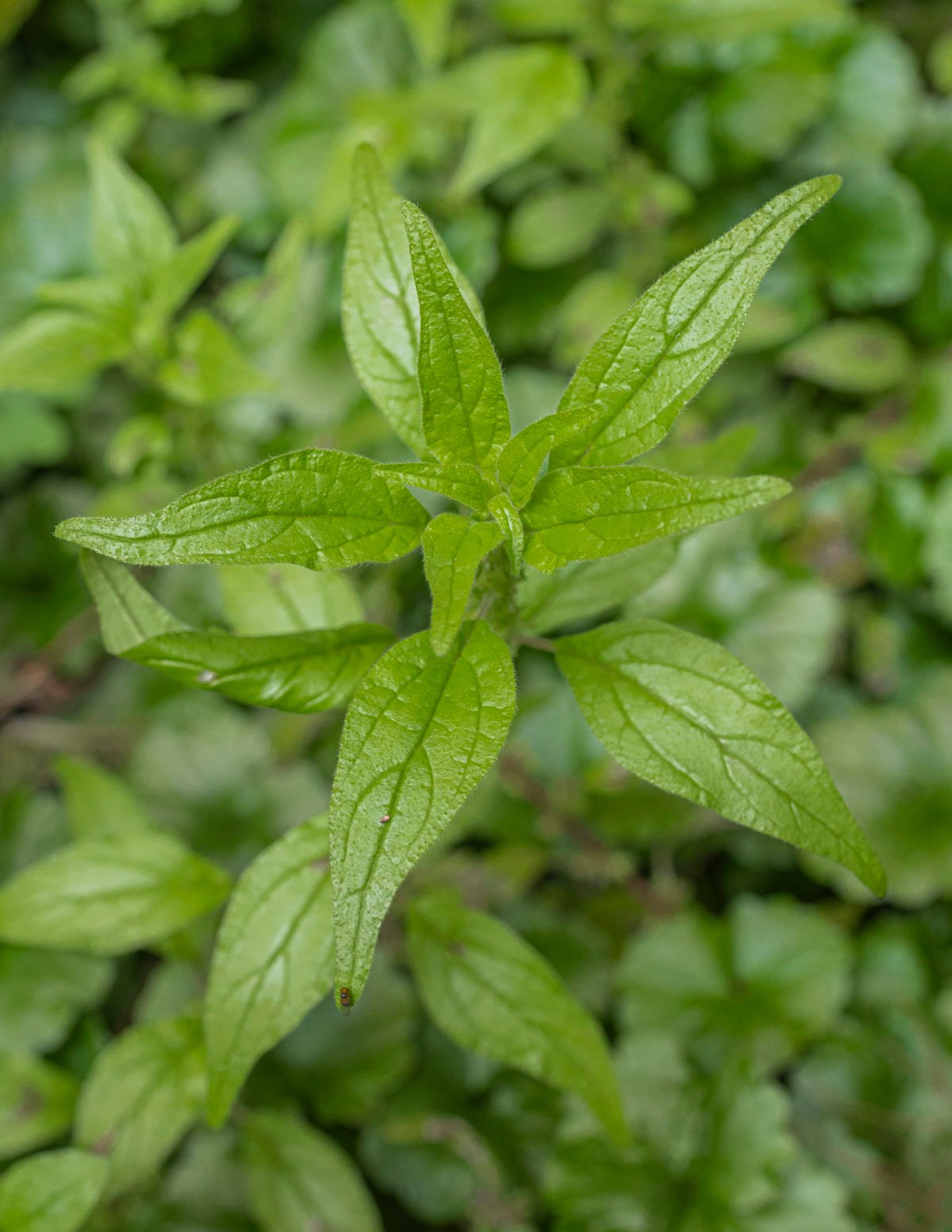 Close up image of Pennsylvania pellitory (Parietaria pennsylvanica) showing distinct leaf venation. 