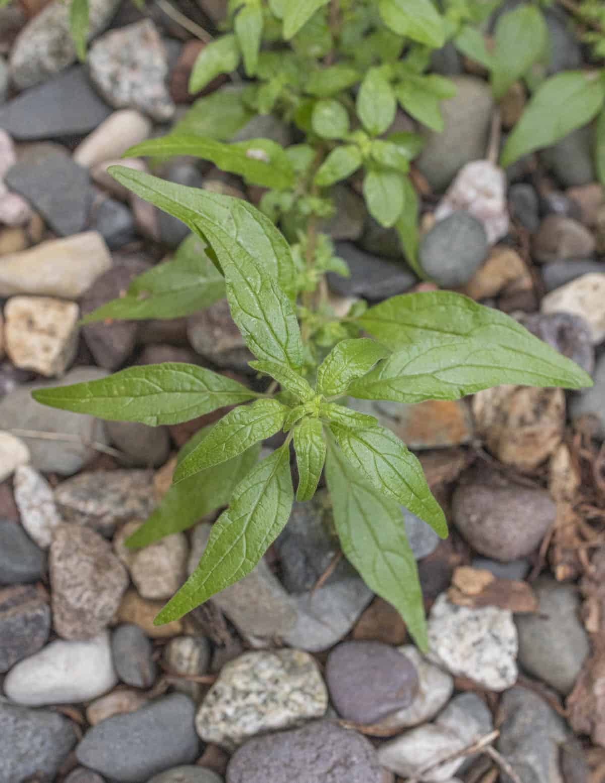 Pennsylvania pellitory (Parietaria pennsylvanica) growing in landscaping rocks. 