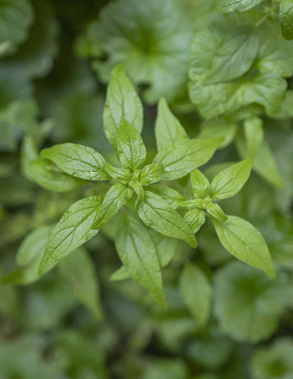 Pennsylvania pellitory (parietaria pennsylvanica) growing in a yard. 