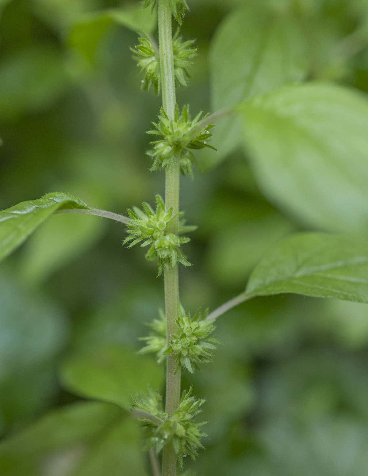 Close up image of the bracts and flowers on the leaf axils of Pennsylvania pellitory (Parietaria pennsylvanica).