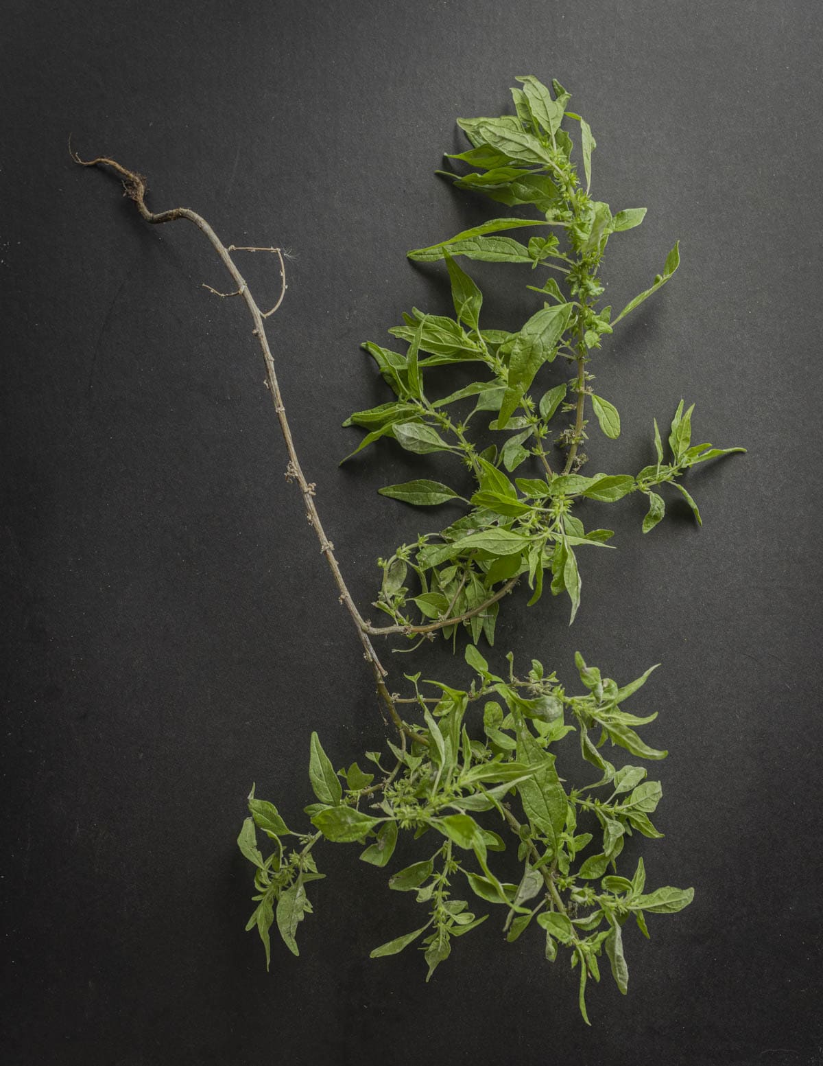 A mature pellitory plant showing branching woody stems. 