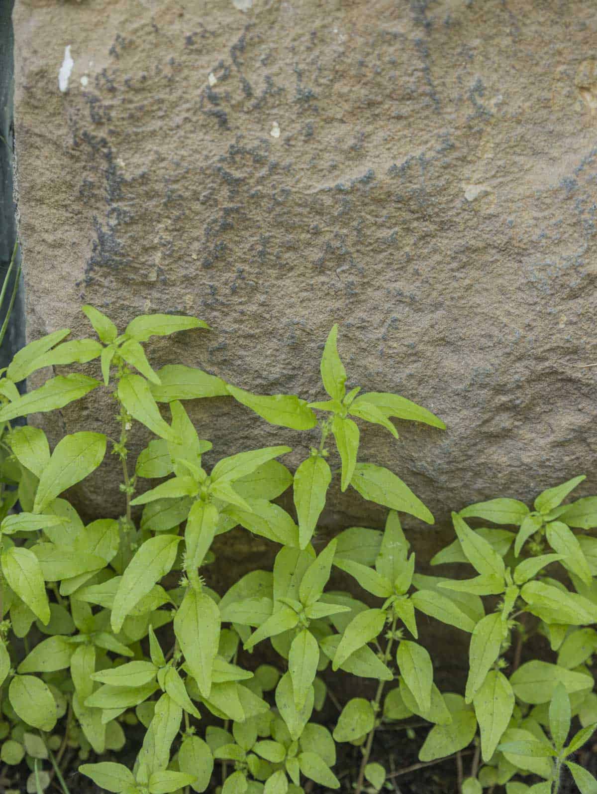 Pellitory of the wall (Parietaria pennsylvanica) growing next to a limestone rock. 