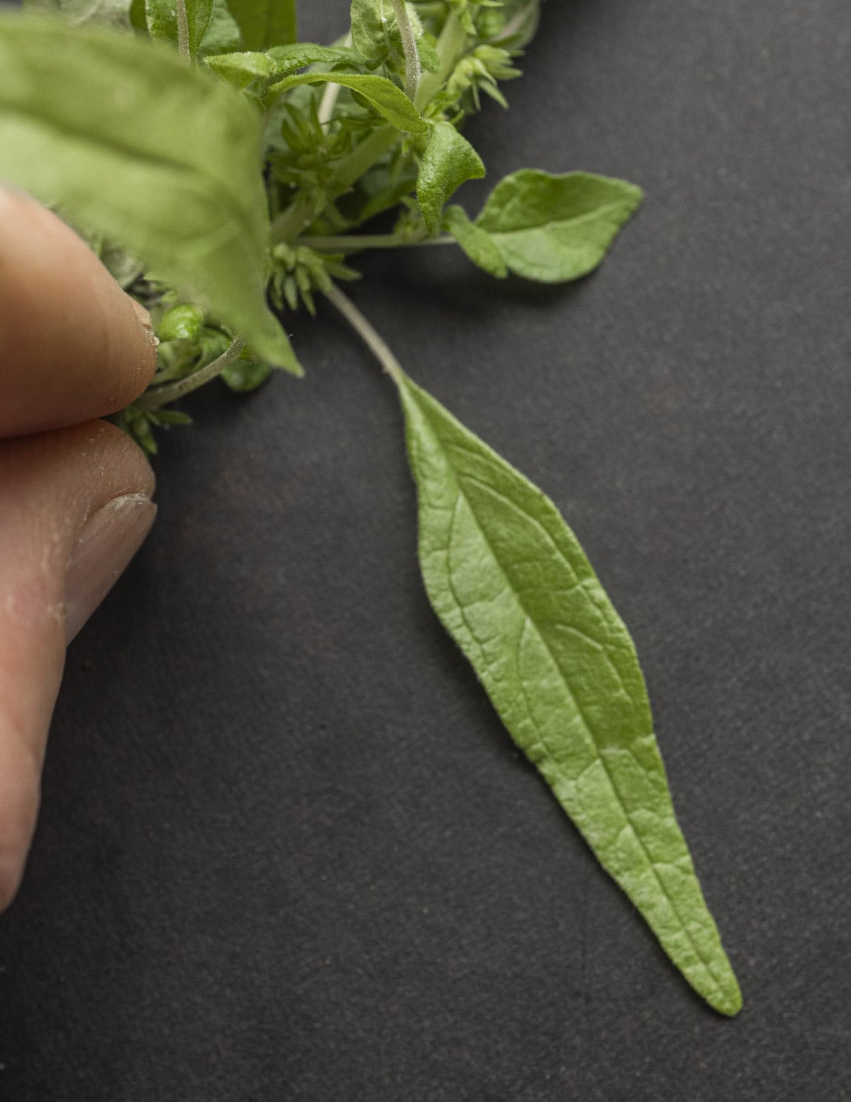 A close up image of Pennsylvania pellitory (Parietaria pennsylvanica) leaves. 