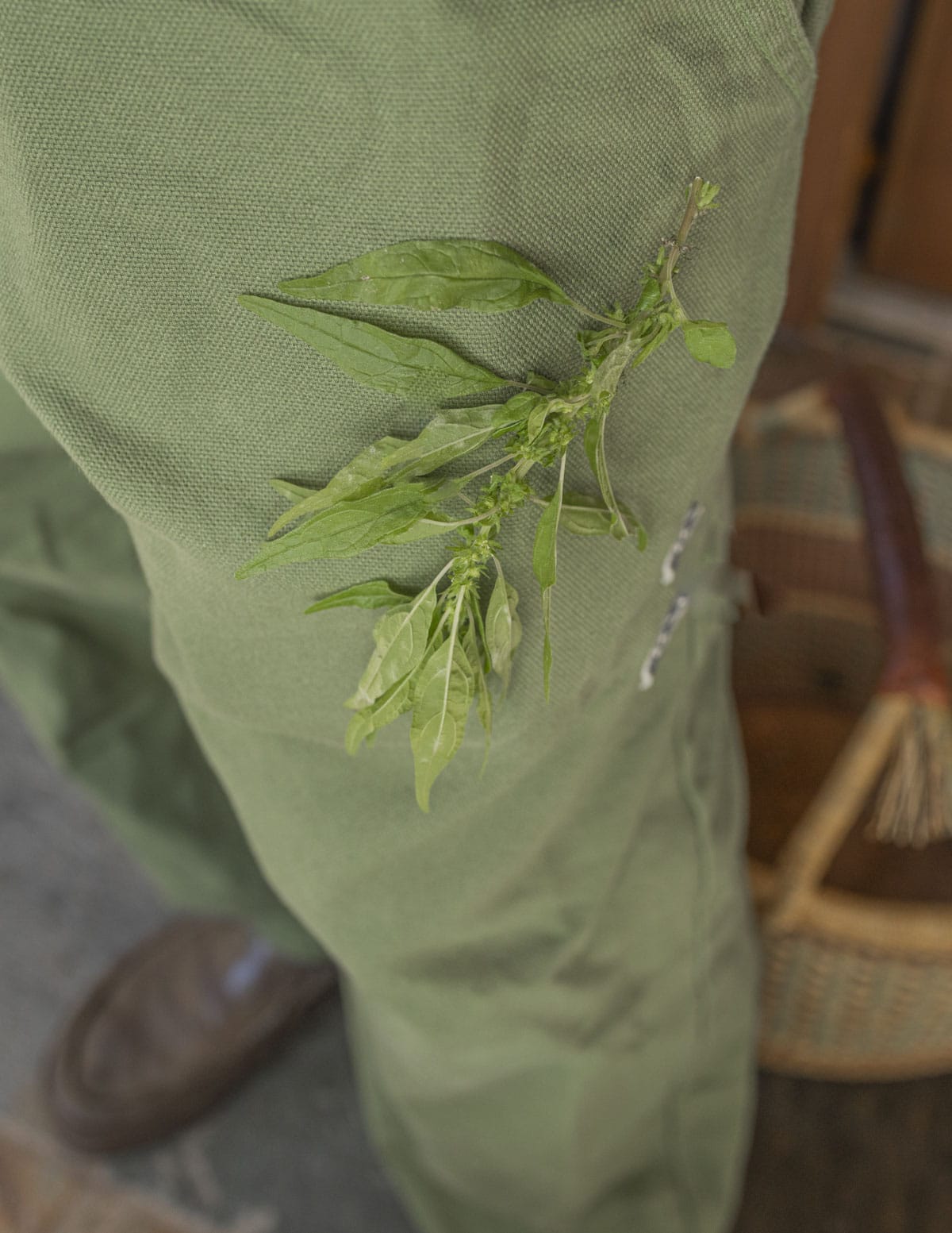 An image showing pellitory plants sticking to a pair of pants. 