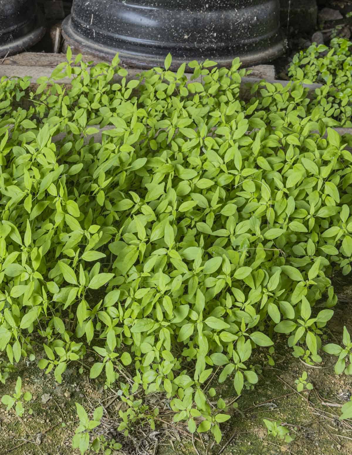 A colony of Pennsylvania pellitory growing in a pole barn. 