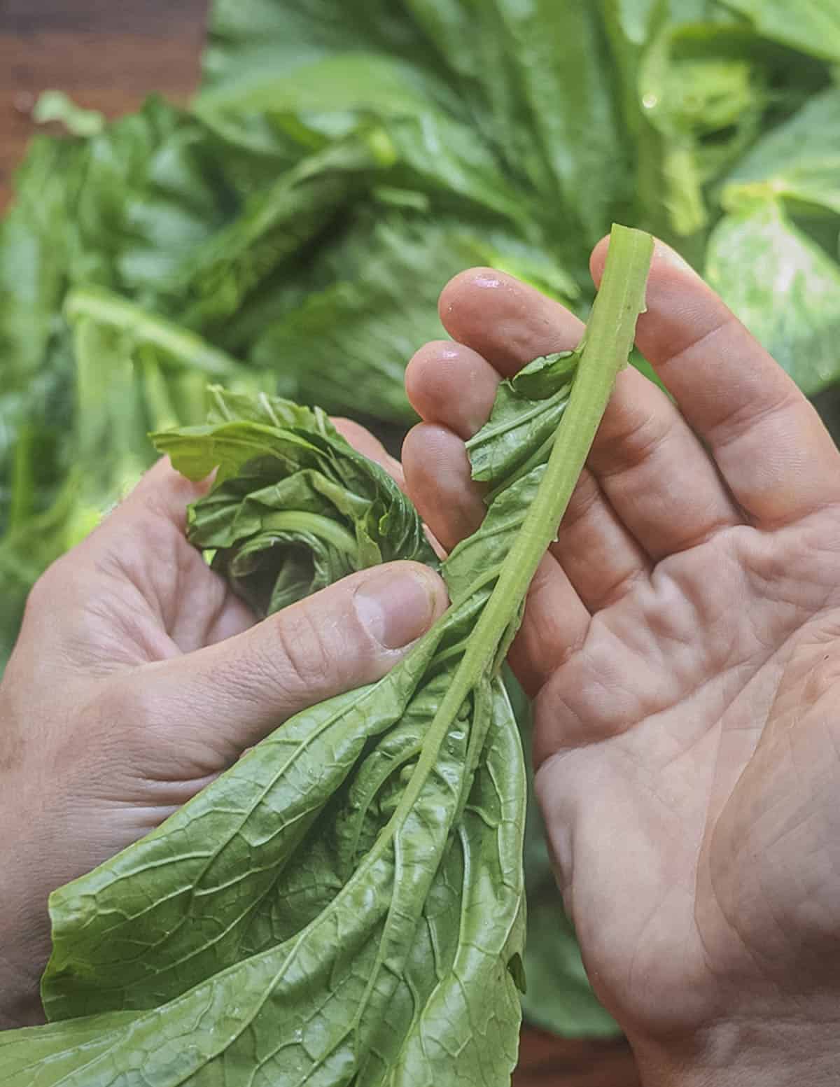 Removing the stems from leafy greens before cooking. 