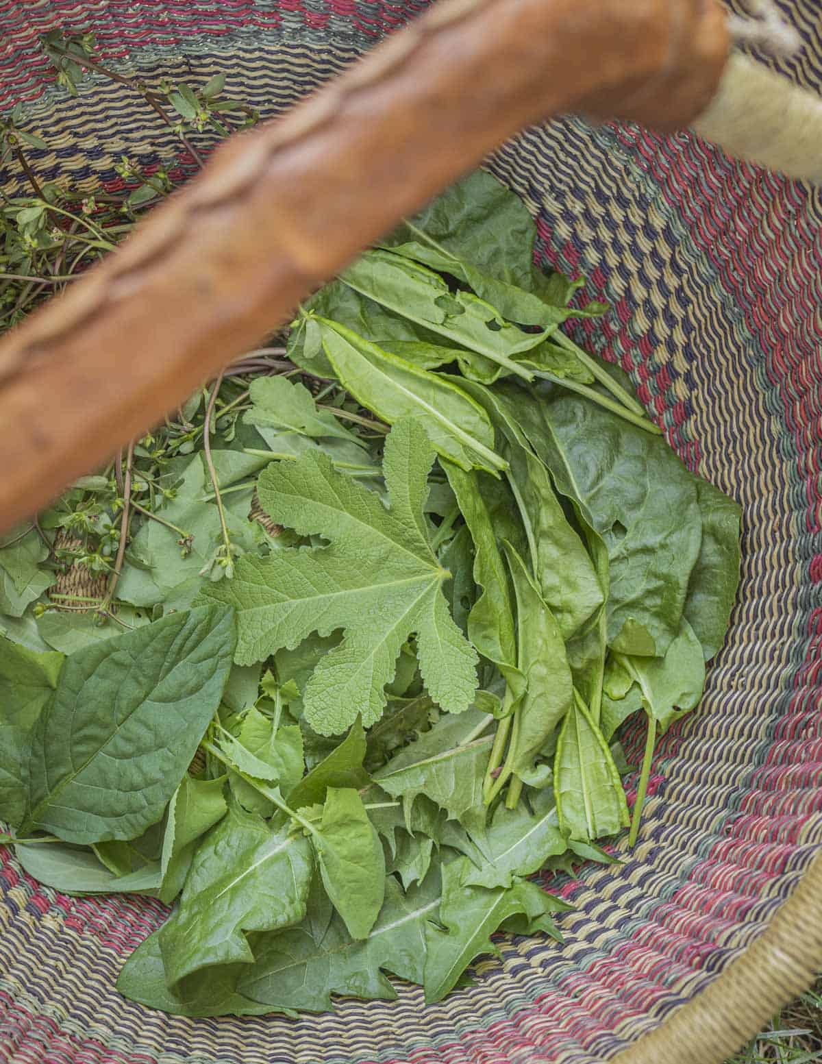 A basket of edible weeds and leafy greens from the garden, hollyhock greens, sorrel, poppy, dandelion, black nightshade and purslane. 