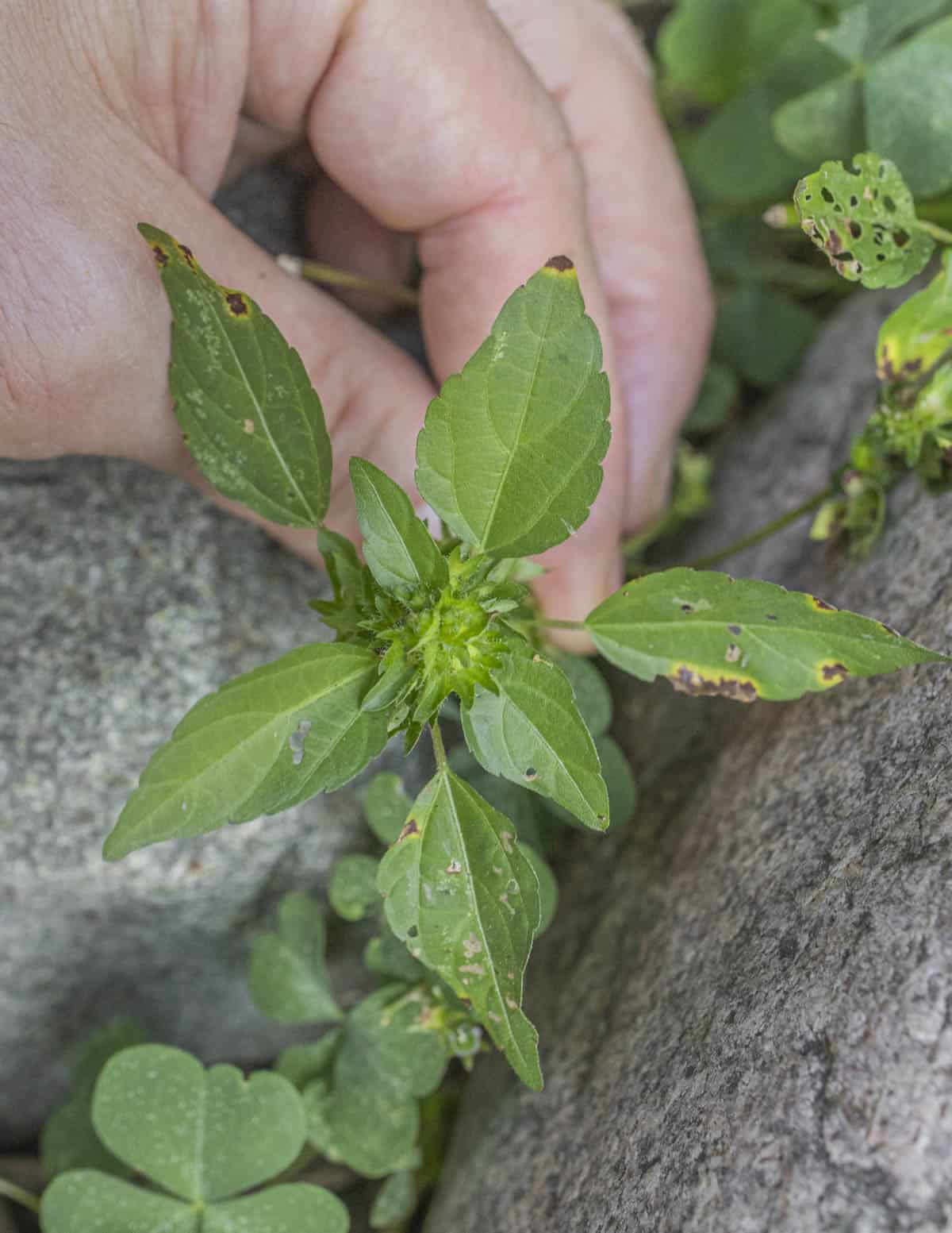 A hand holding a three-seeded mercury plant (Acalypha rhomboidea).