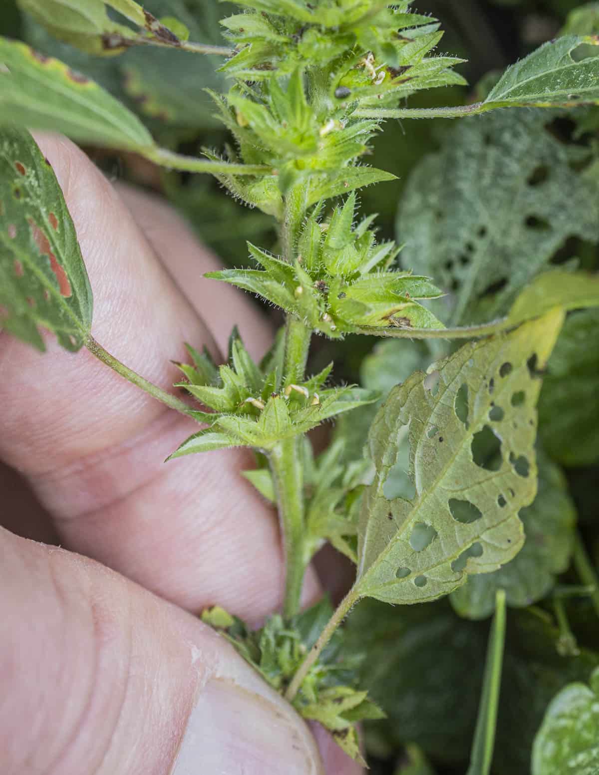 Three seeded mercury showing bracts at the leaf axils covered with fine hairs. 