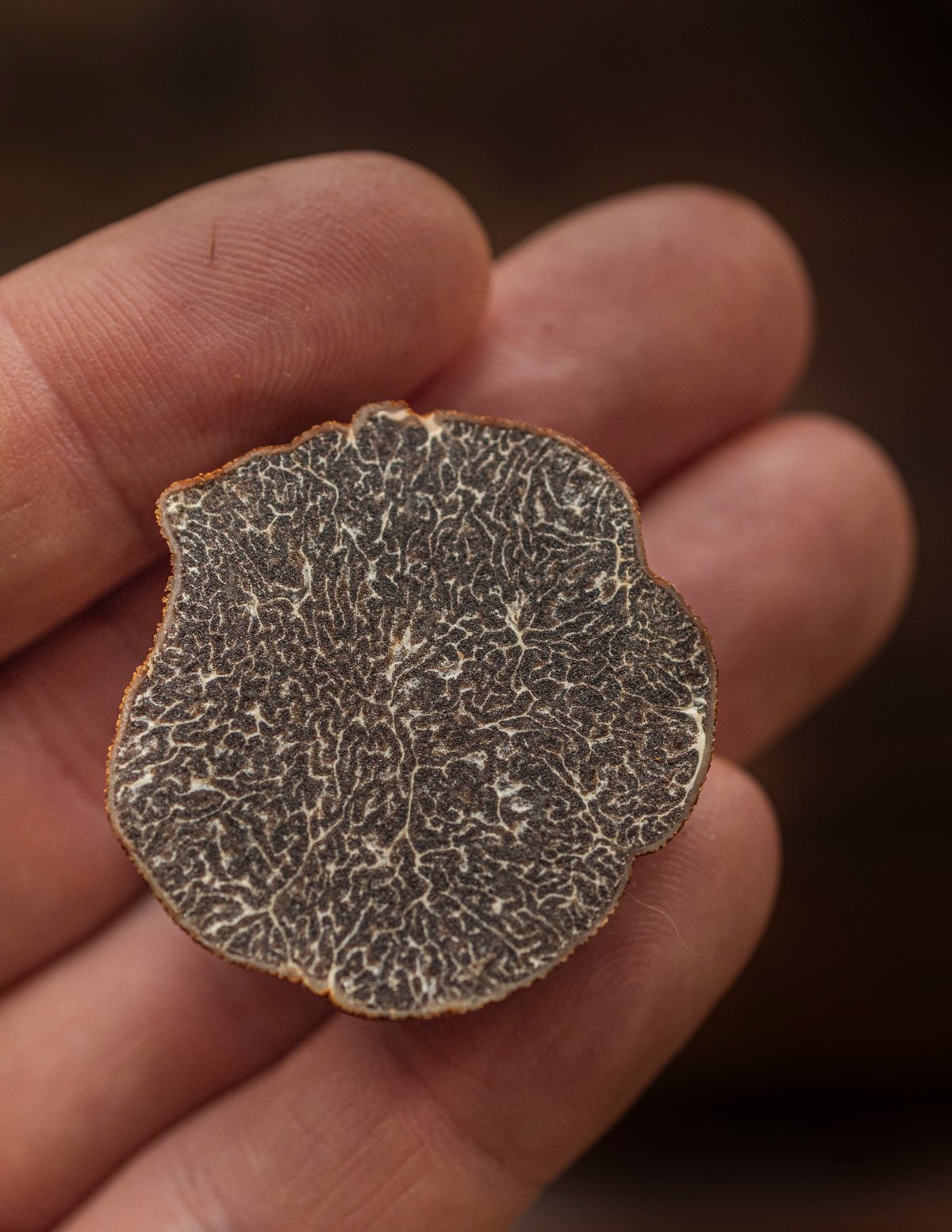 A hand holding a slice of Appalachian truffle or Tuber canaliculatum.