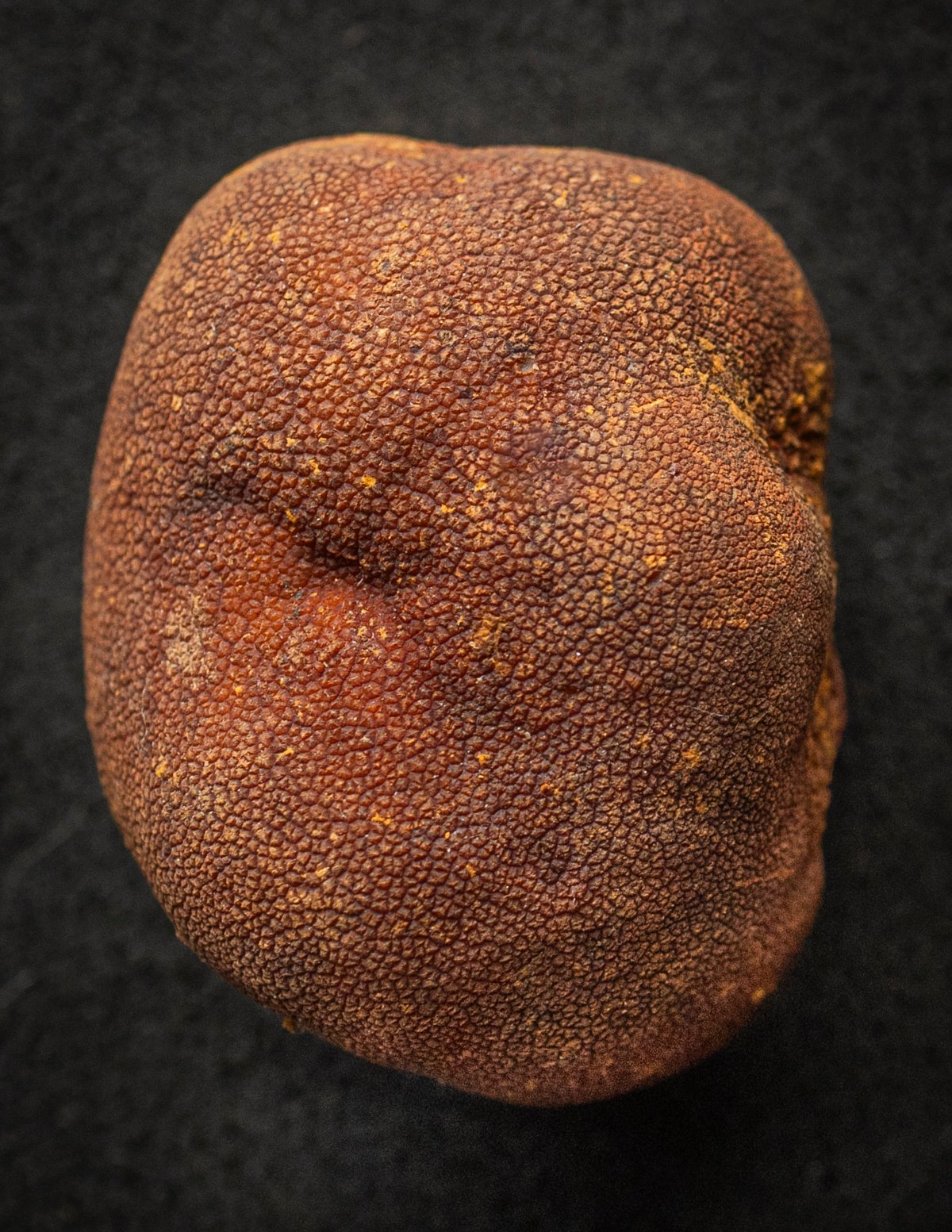 An overhead image showing the brick red peridium or outer covering of a Michigan / Appalachian truffle (Tuber canaliculatum).