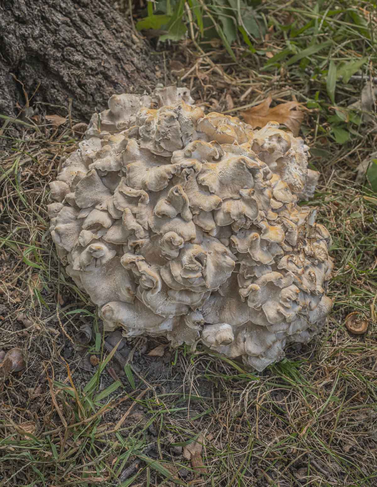 A large hen of the woods mushroom growing near a red oak tree. 