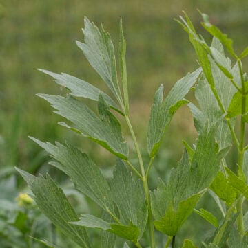 Lovage plant Levisticum officinale growing in a garden.